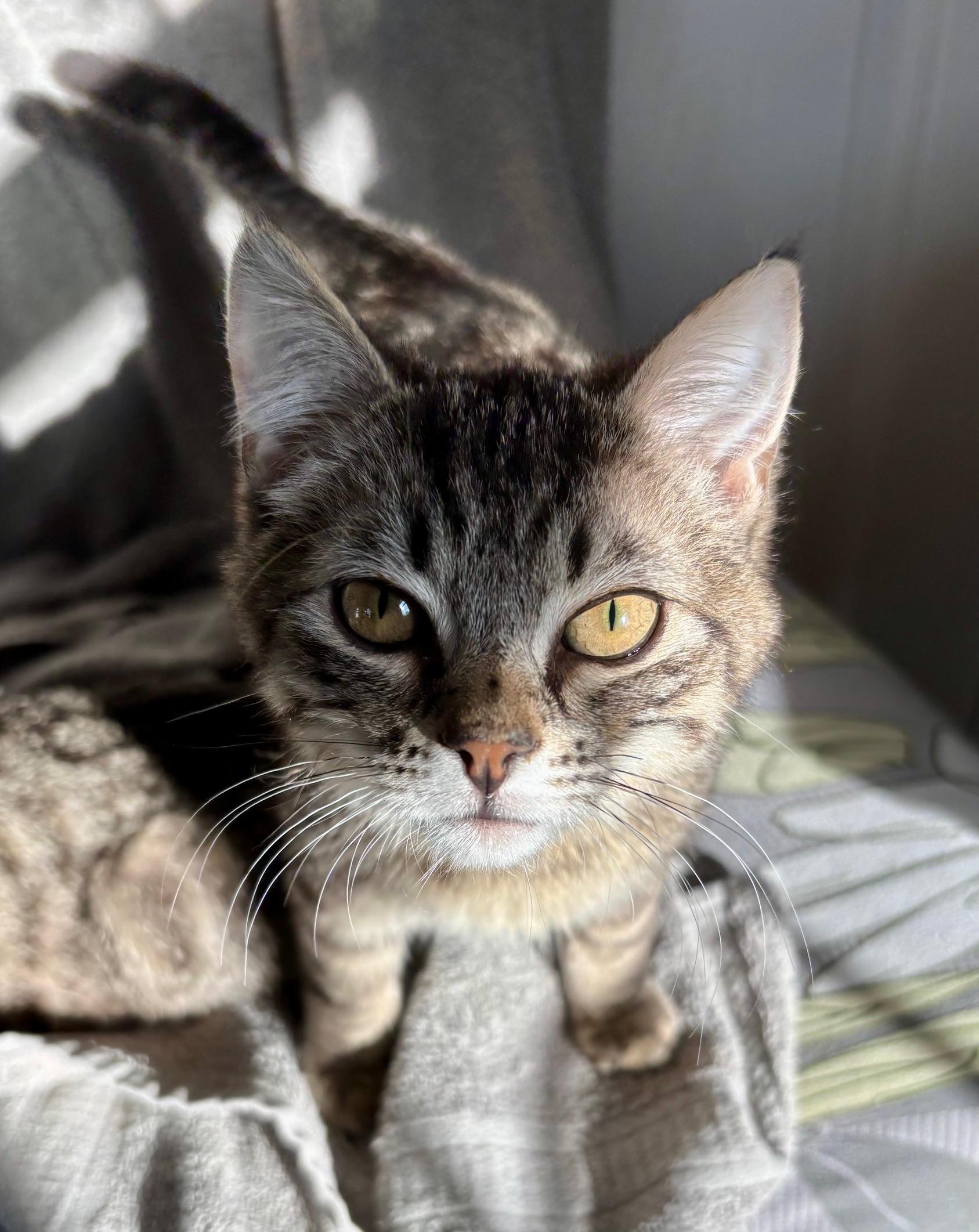 Enlarge Prince of Purring, an adoptable Domestic Short Hair in Highland Park, NJ image 1/4