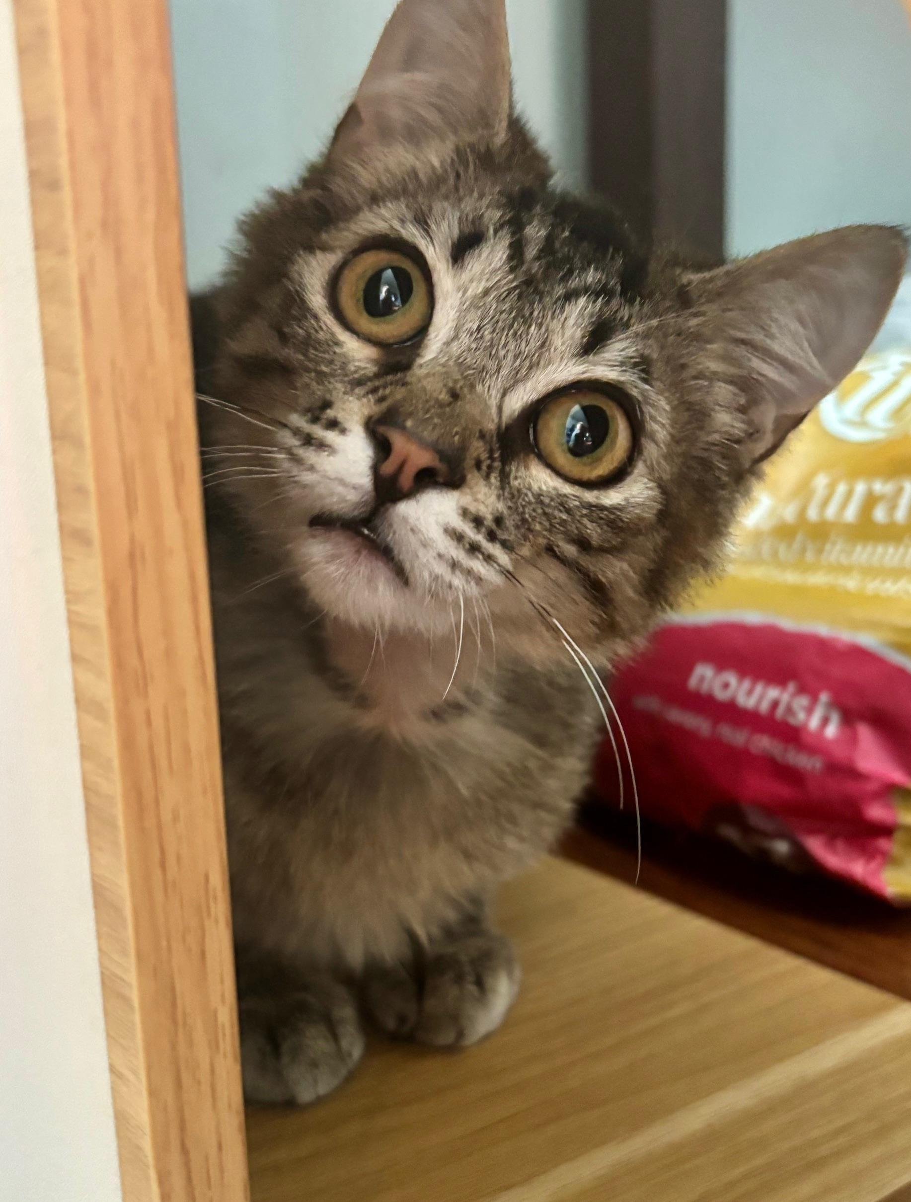 Enlarge Prince of Purring, an adoptable Domestic Short Hair in Highland Park, NJ image 3/4