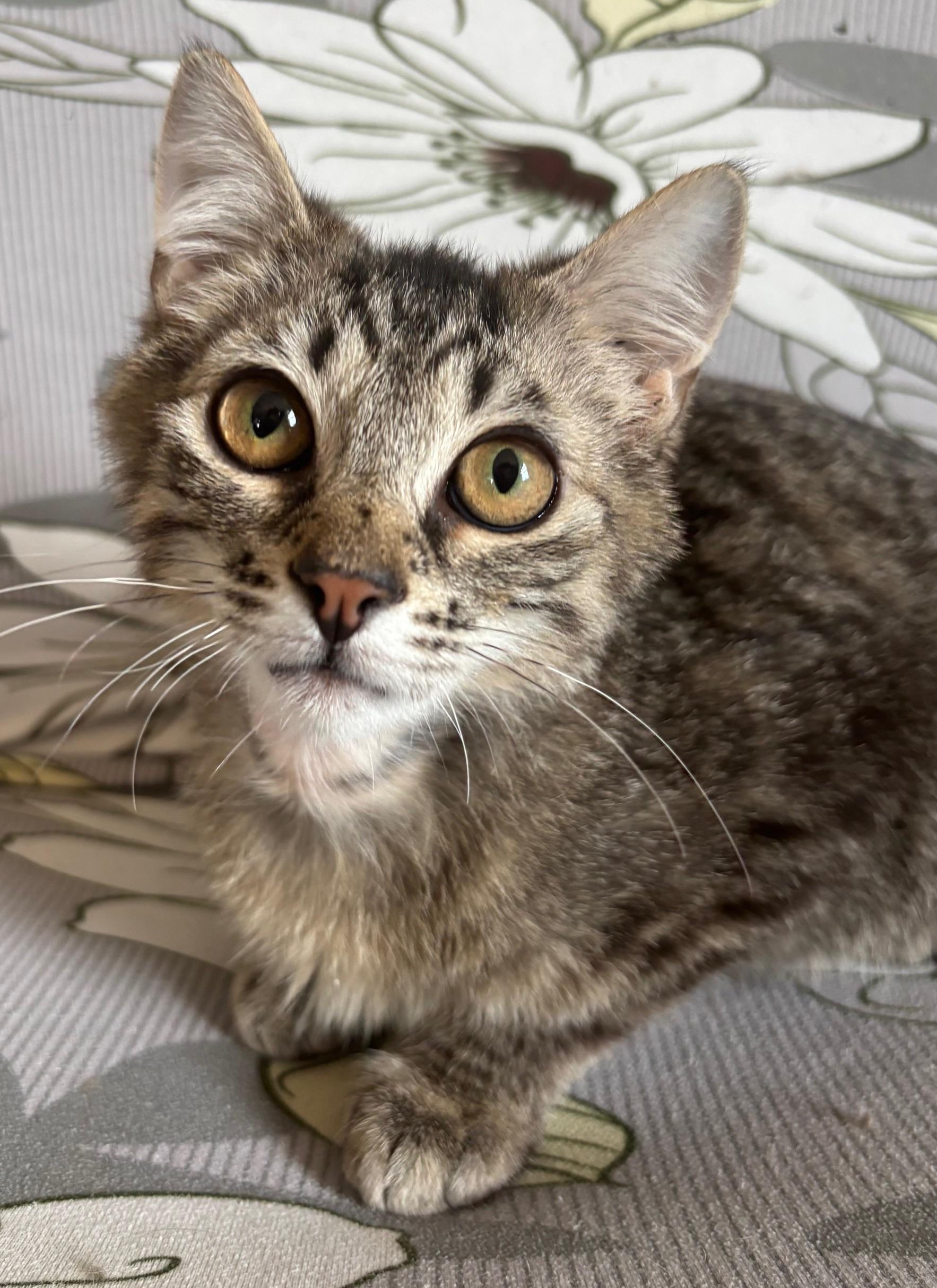 Enlarge Prince of Purring, an adoptable Domestic Short Hair in Highland Park, NJ image 2/4