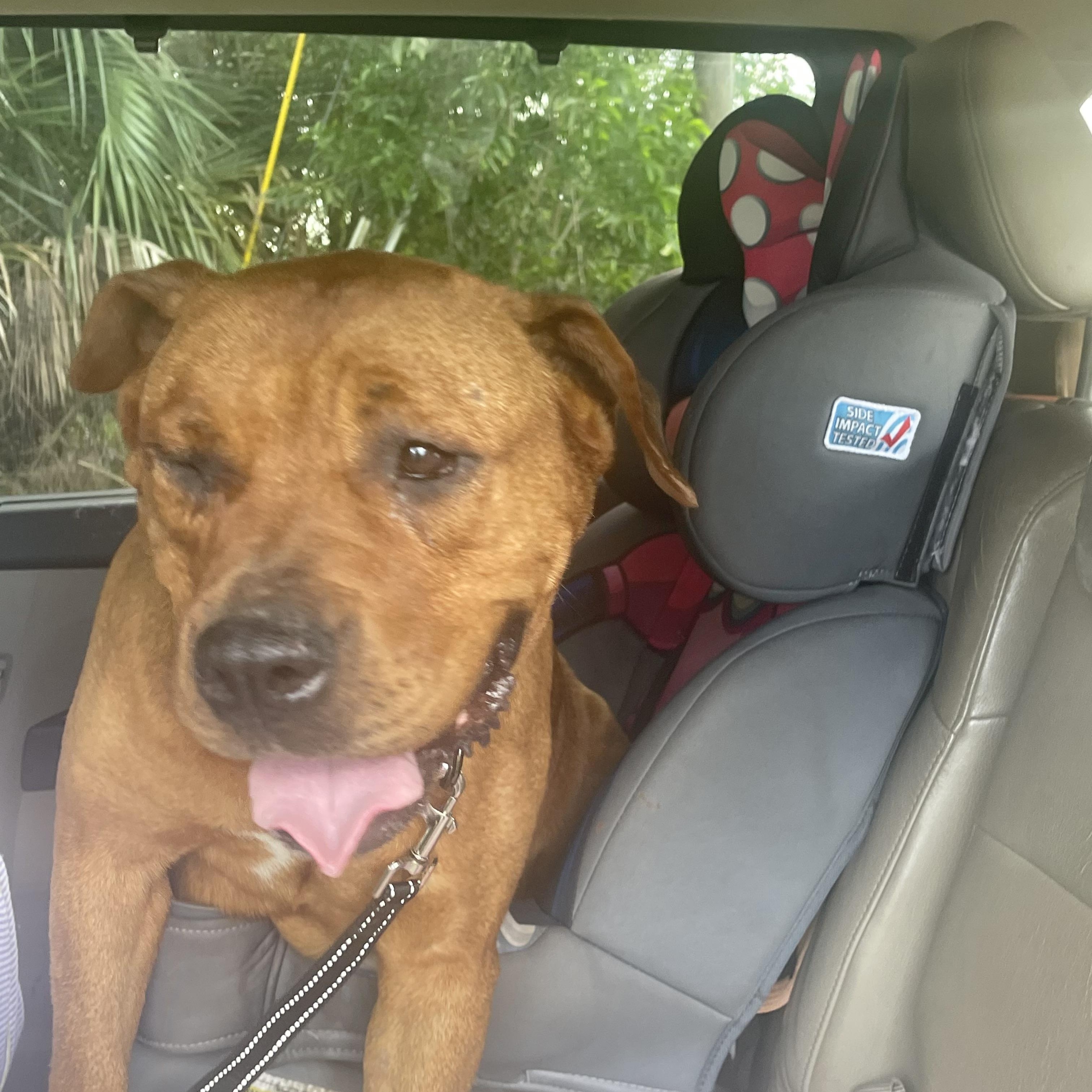 Enlarge Ellie, a ADOPTABLE mixed breed in Port Saint Lucie, FL image 6/6