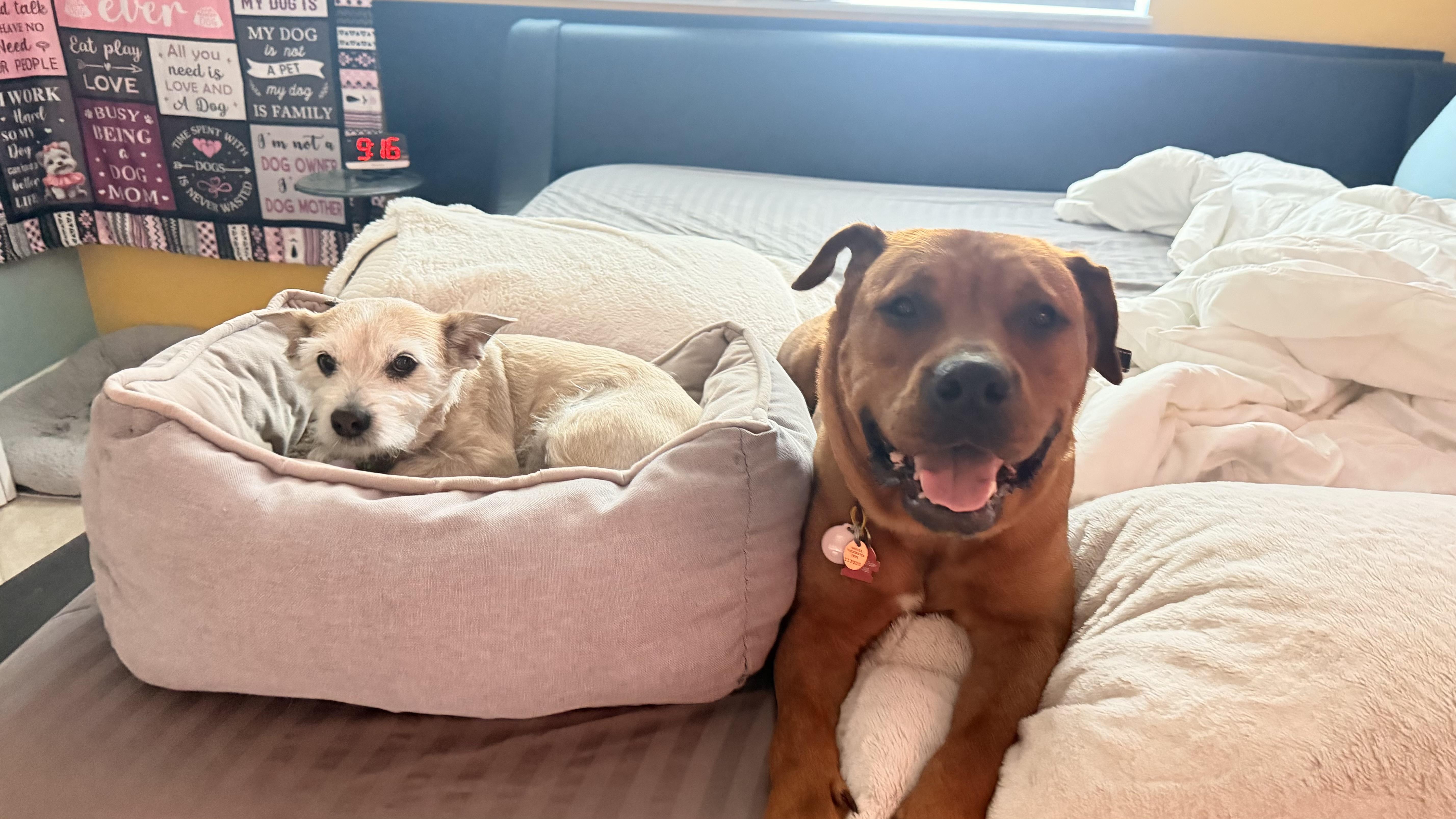 Enlarge Ellie, a ADOPTABLE mixed breed in Port Saint Lucie, FL image 2/6