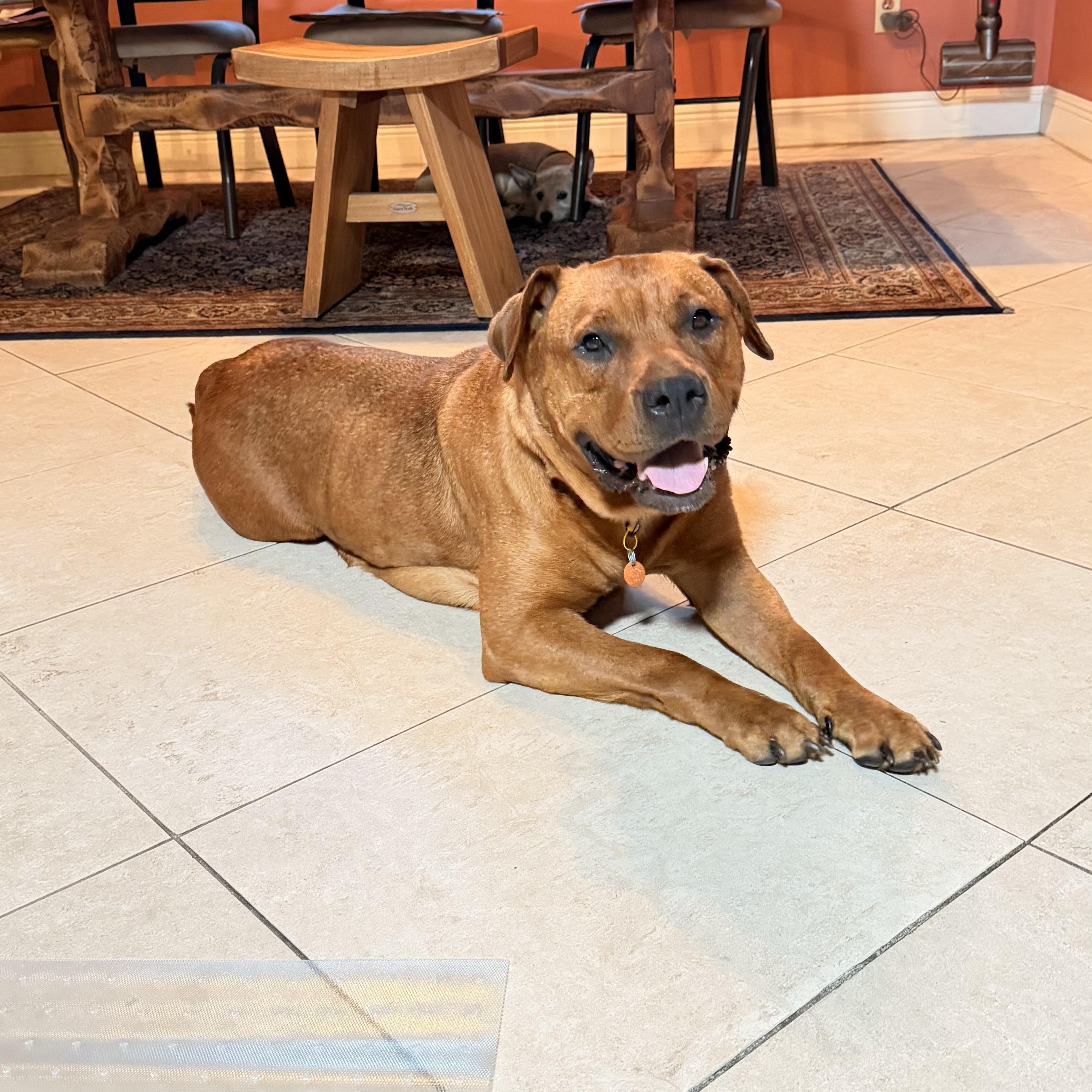 Ellie, ADOPTABLE, Adult Female Rhodesian Ridgeback.