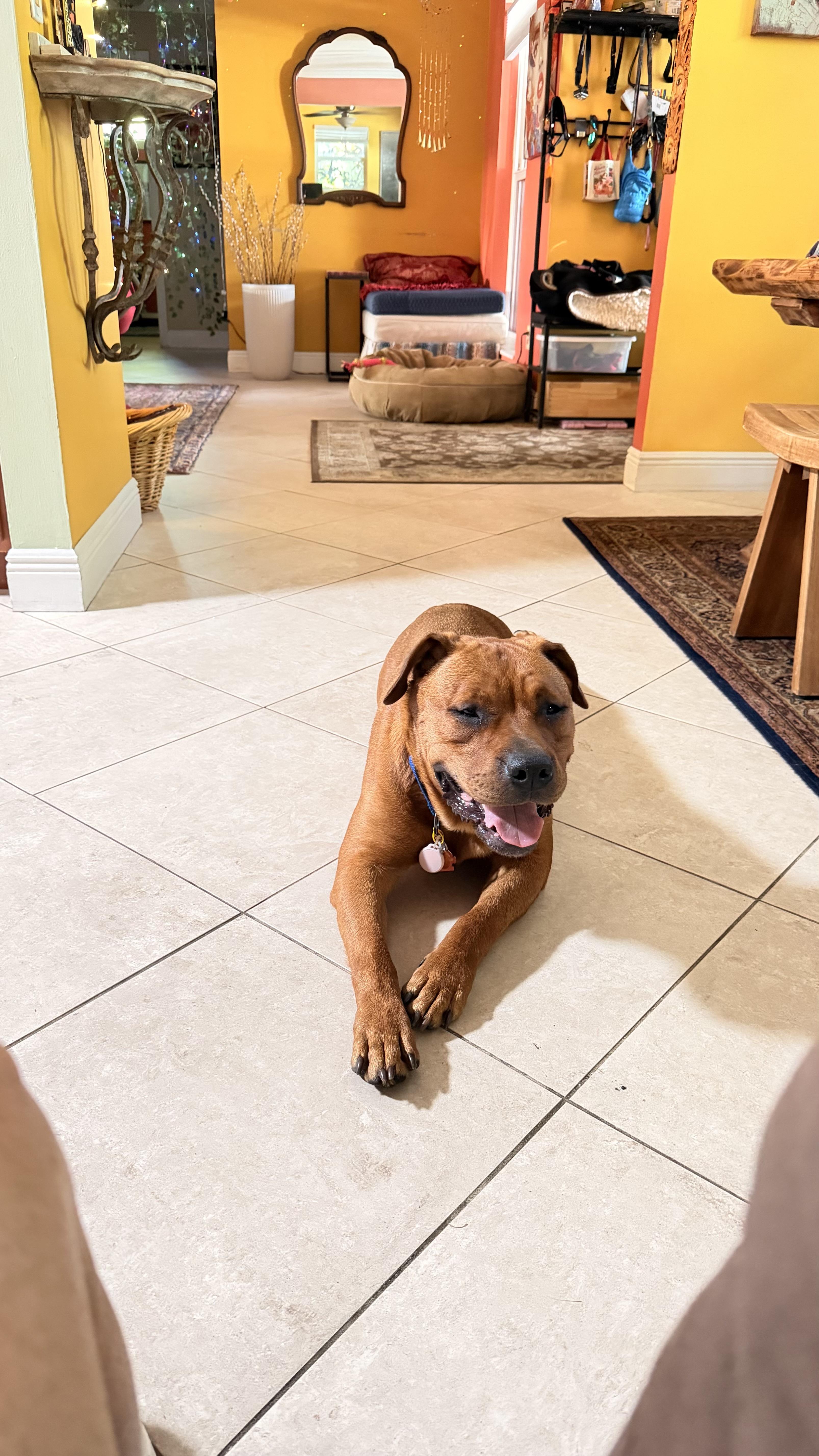 Enlarge Ellie, a ADOPTABLE mixed breed in Port Saint Lucie, FL image 3/6