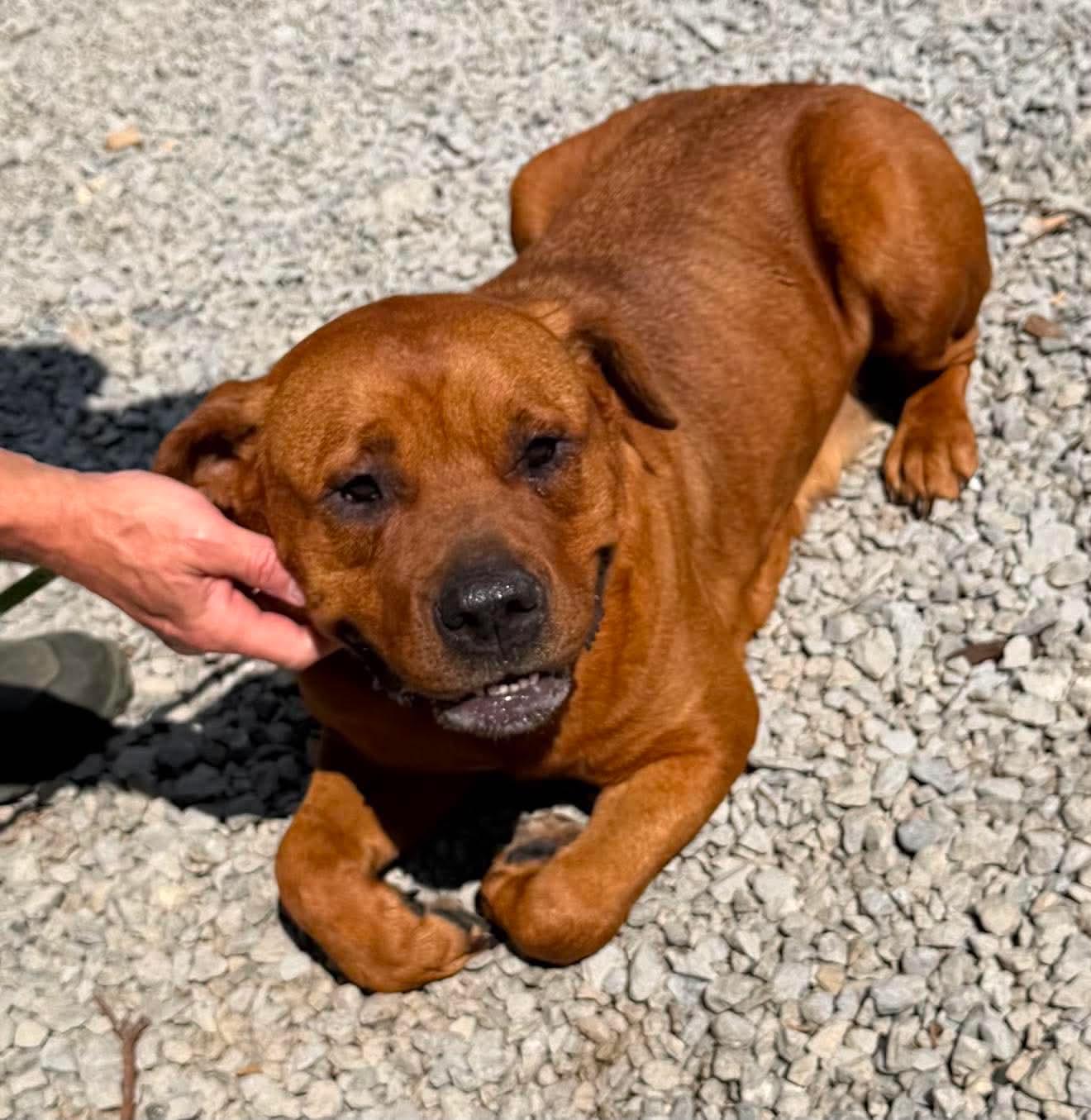 Ellie, a ADOPTABLE mixed breed in Port Saint Lucie, FL image 1/5