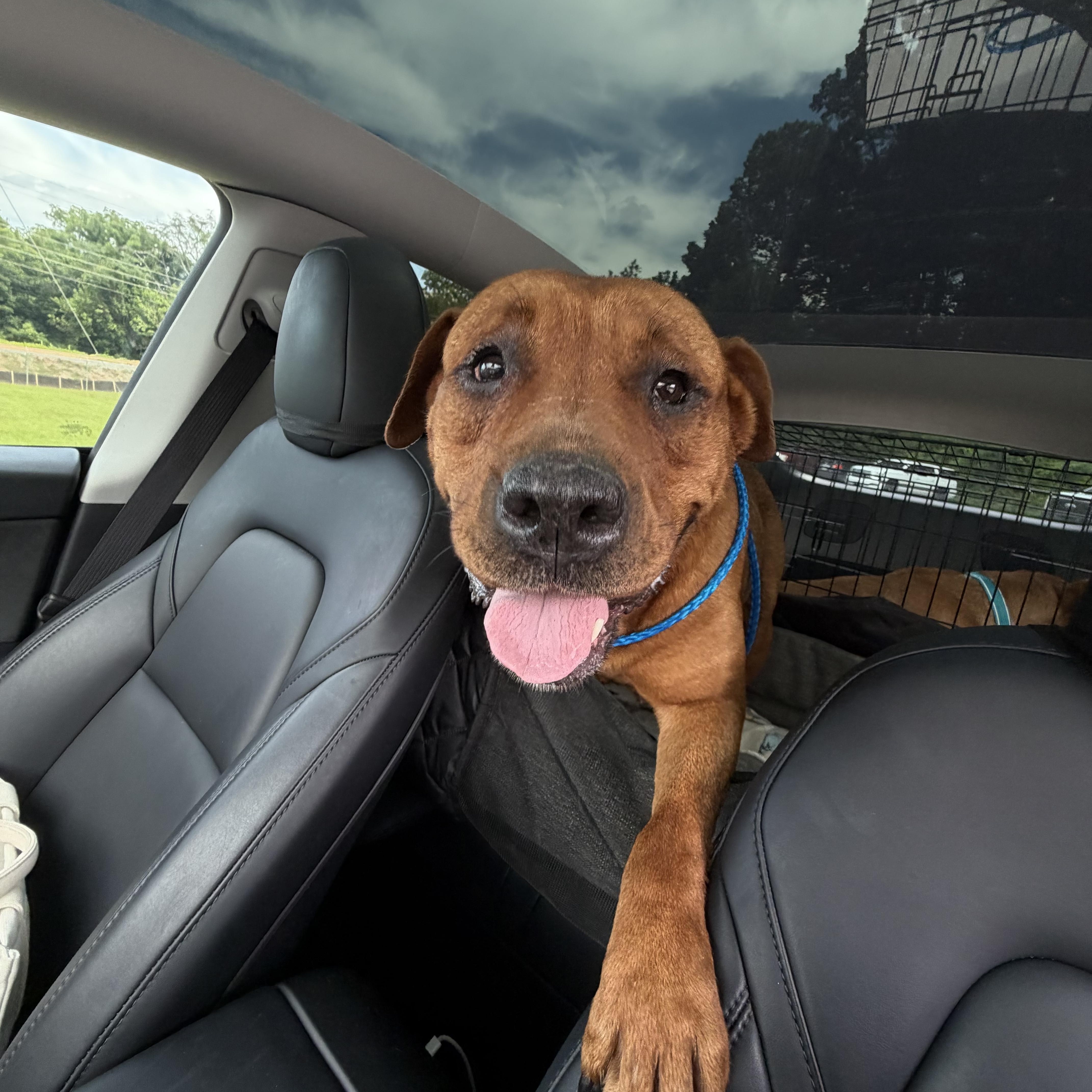 Ellie, ADOPTABLE, Adult Female Rhodesian Ridgeback.