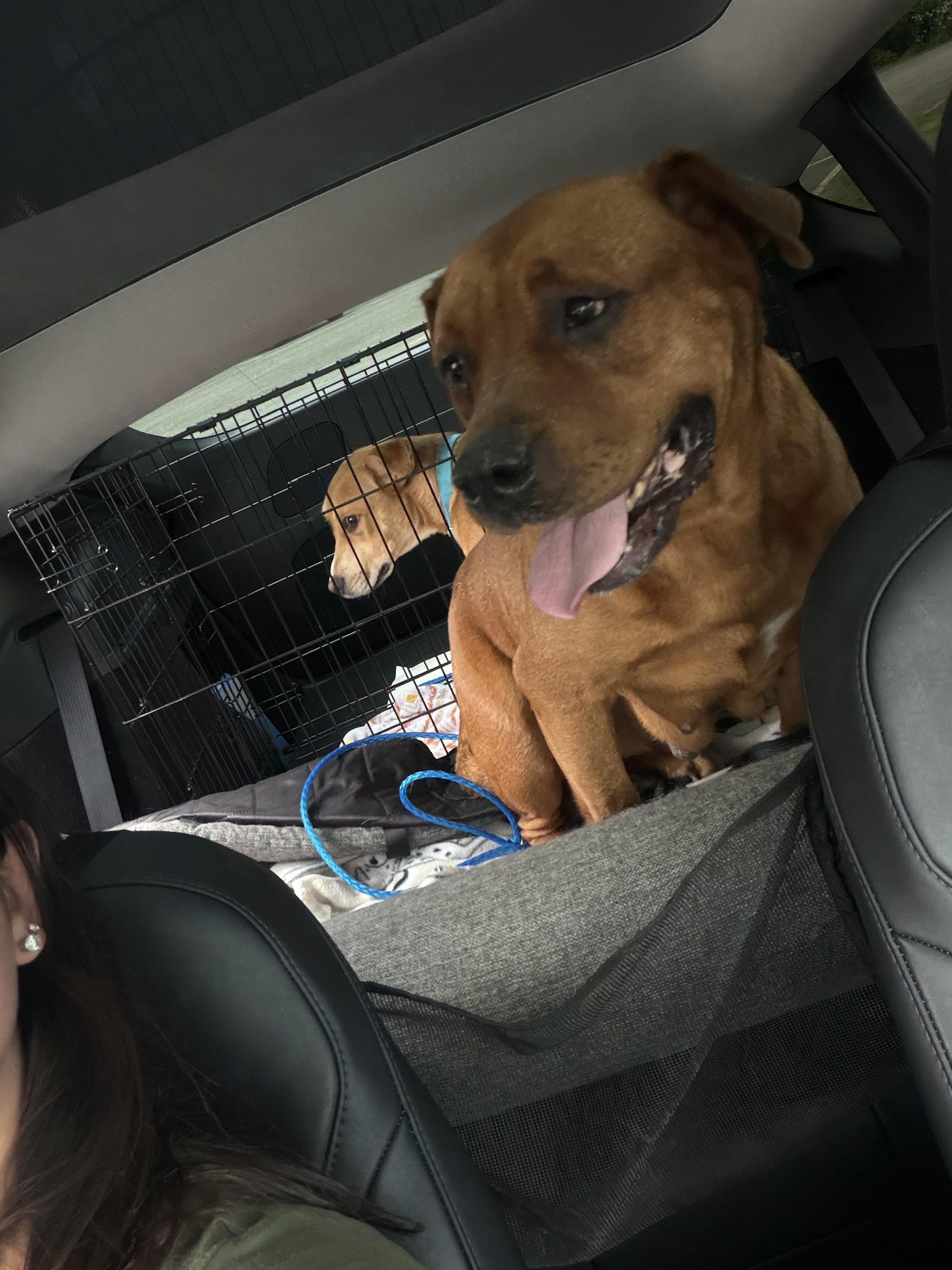 Ellie, a ADOPTABLE mixed breed in Port Saint Lucie, FL image 4/5