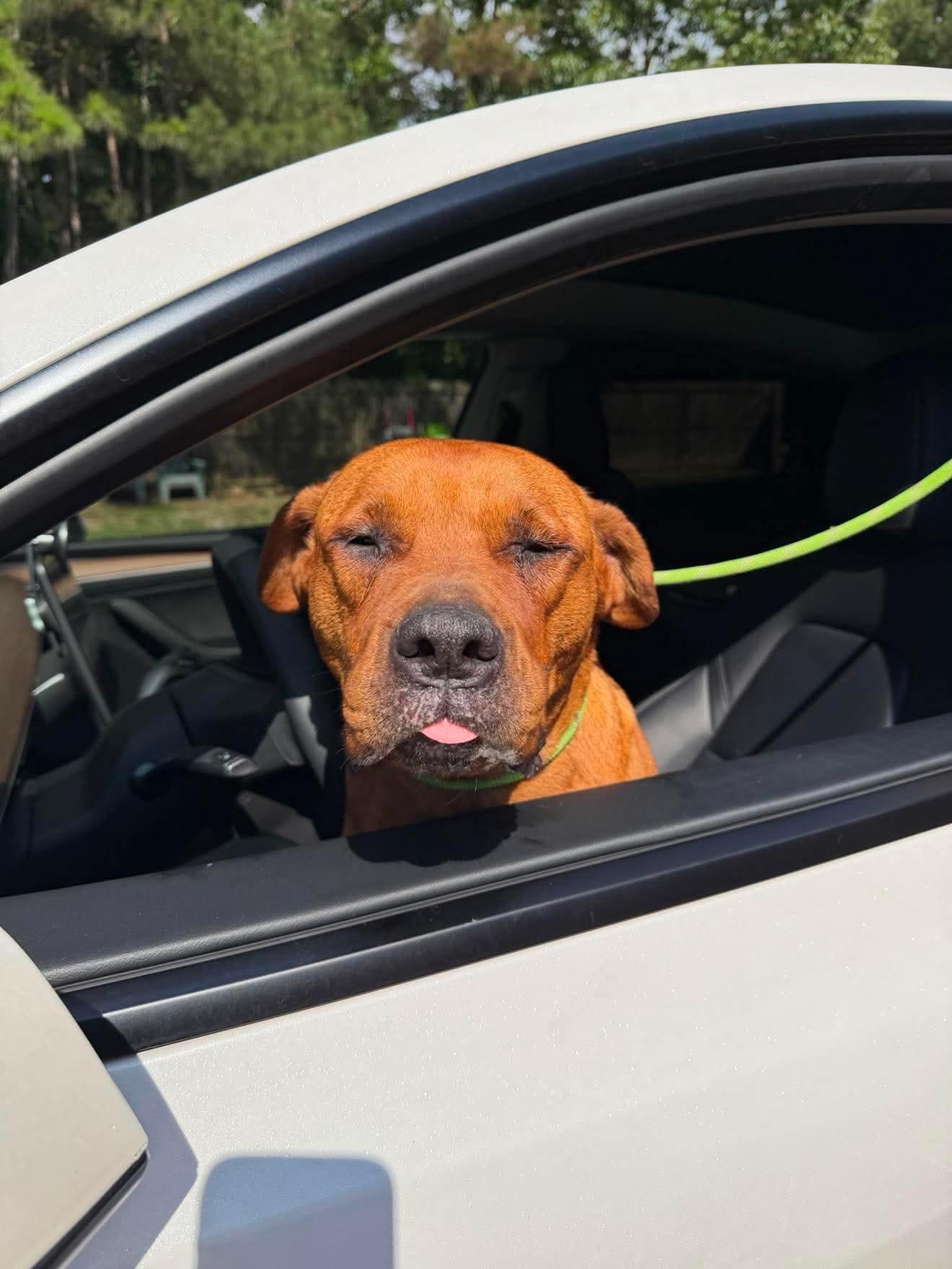 Ellie, a ADOPTABLE mixed breed in Port Saint Lucie, FL image 5/5