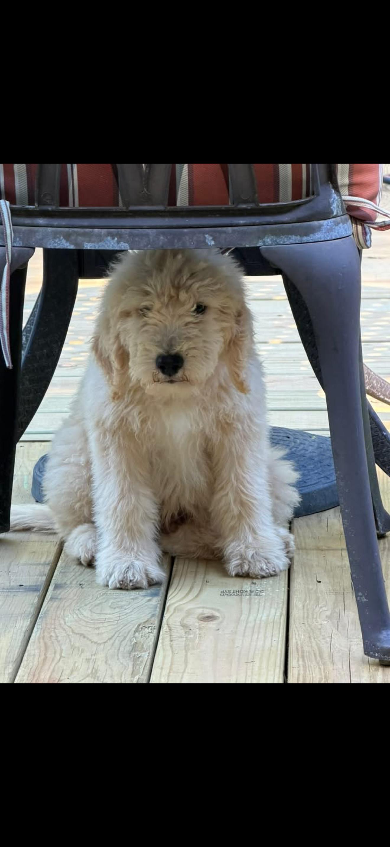 STERLING, adopted, Puppy Male Goldendoodle.
