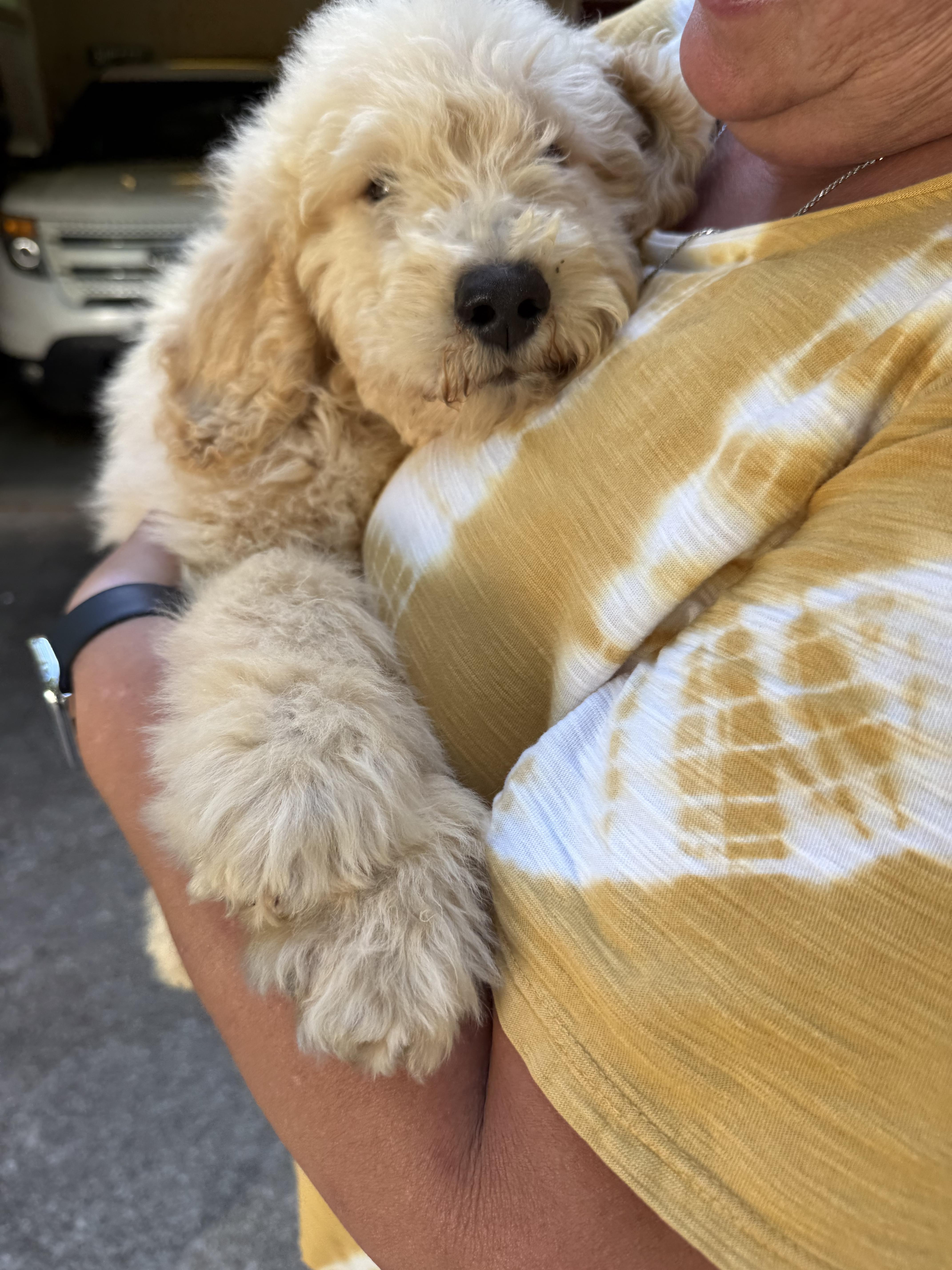 STERLING, an adopted Goldendoodle in Newborn, GA image 3/5