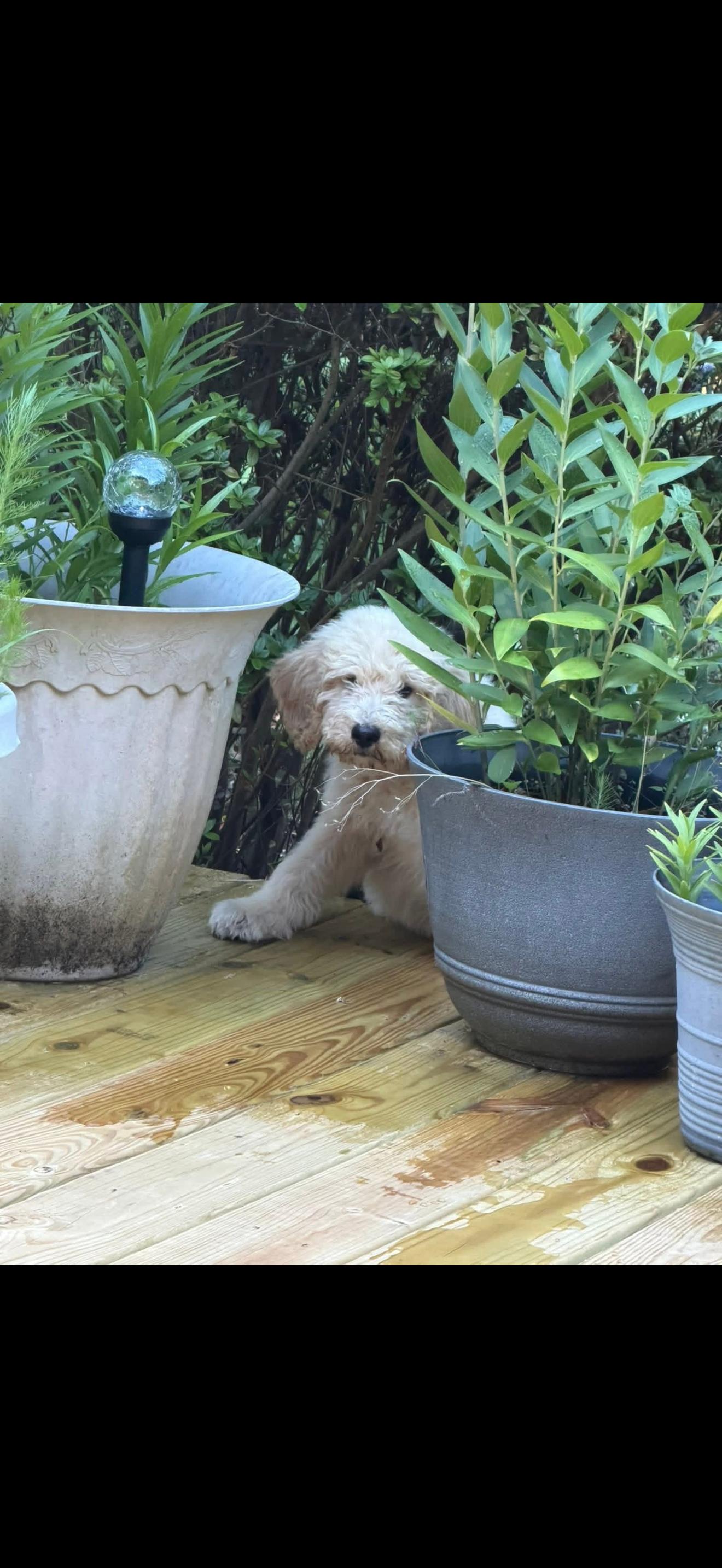 STERLING, an adopted Goldendoodle in Newborn, GA image 5/5