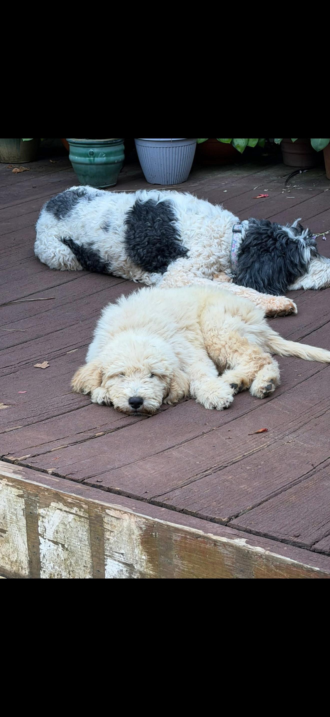 STERLING, an adopted Goldendoodle in Newborn, GA image 4/5