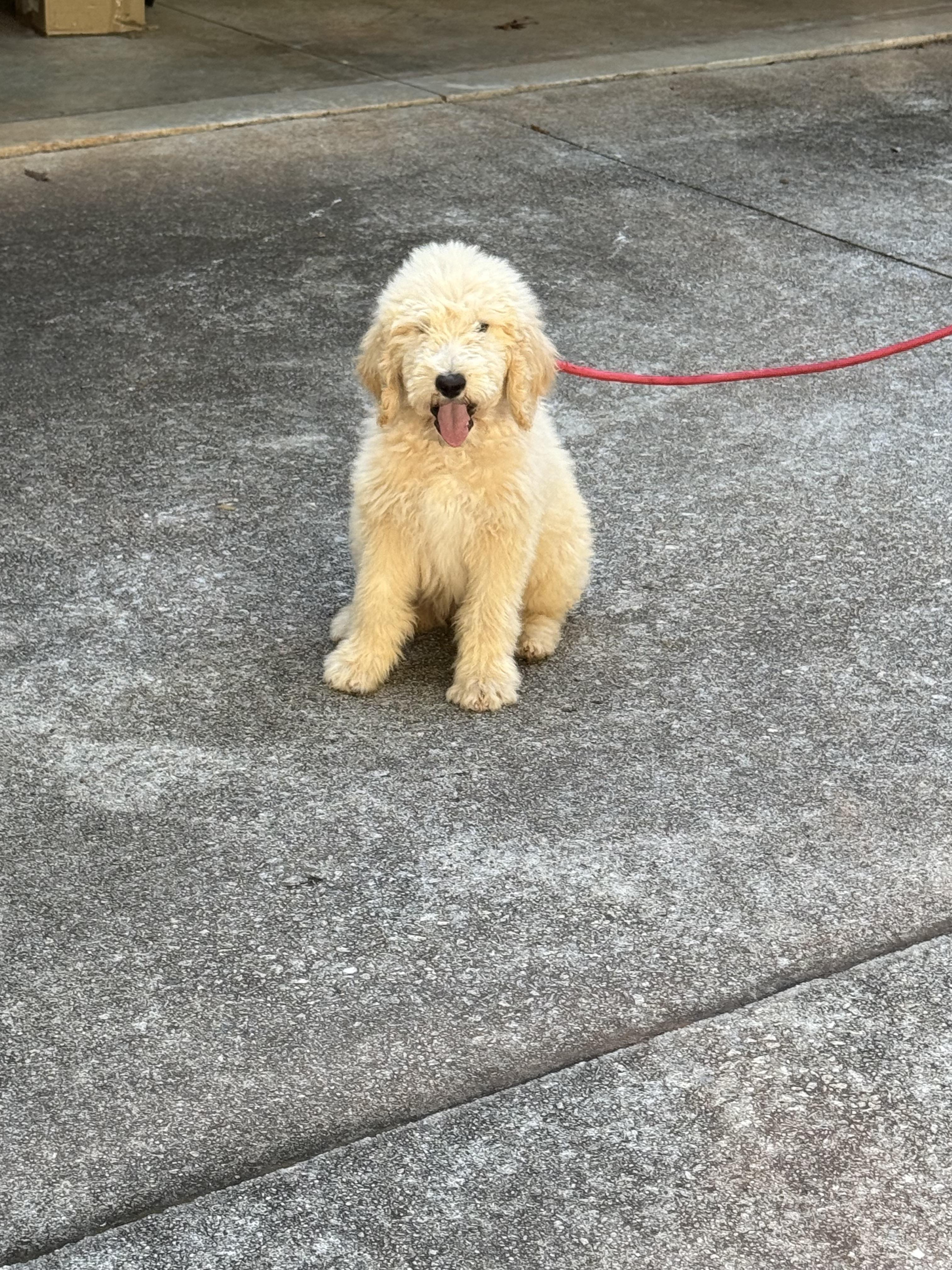 STERLING, an adopted Goldendoodle in Newborn, GA image 2/5