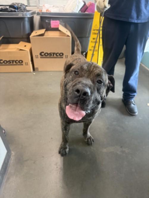 APOLLO, Adoptable, Adult Male Presa Canario.