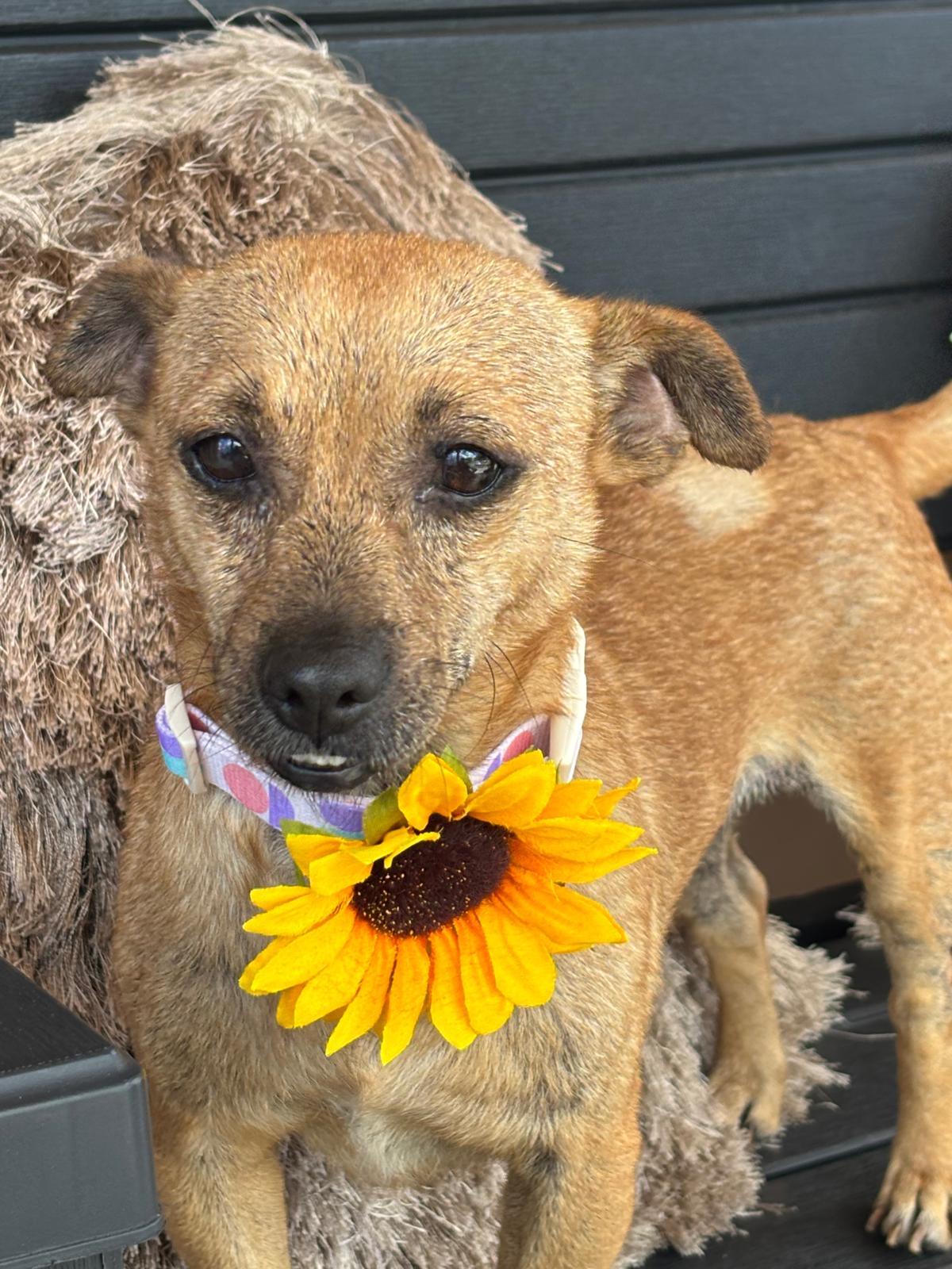 Enlarge FRANNY - sweetie pie, a Adoptable mixed breed in Philadelphia, PA image 4/6