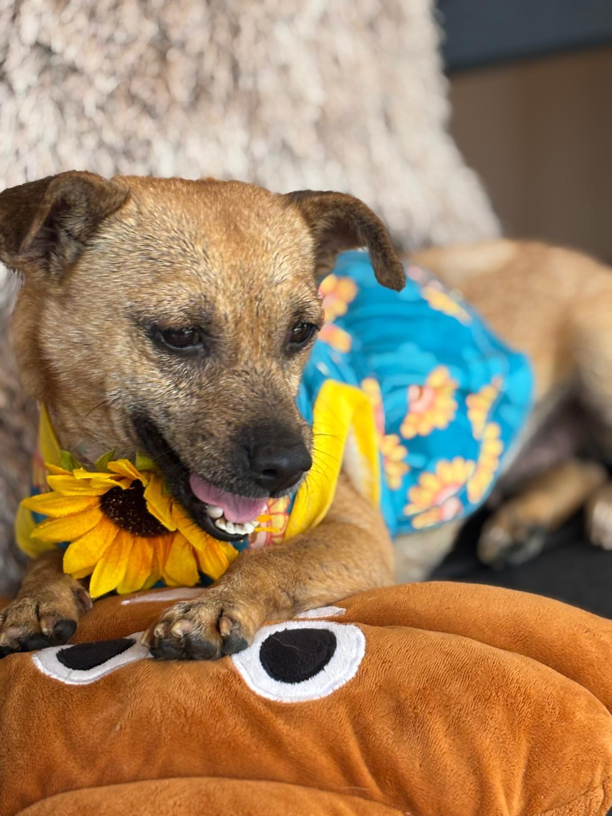 Enlarge FRANNY - sweetie pie, a Adoptable mixed breed in Philadelphia, PA image 6/6