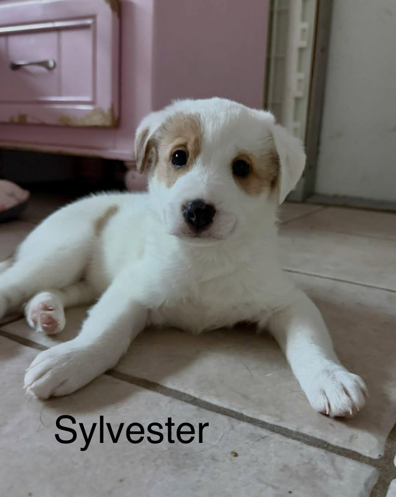 Sylvester, Adoptable, Puppy Male Jack Russell Terrier & Australian Shepherd.