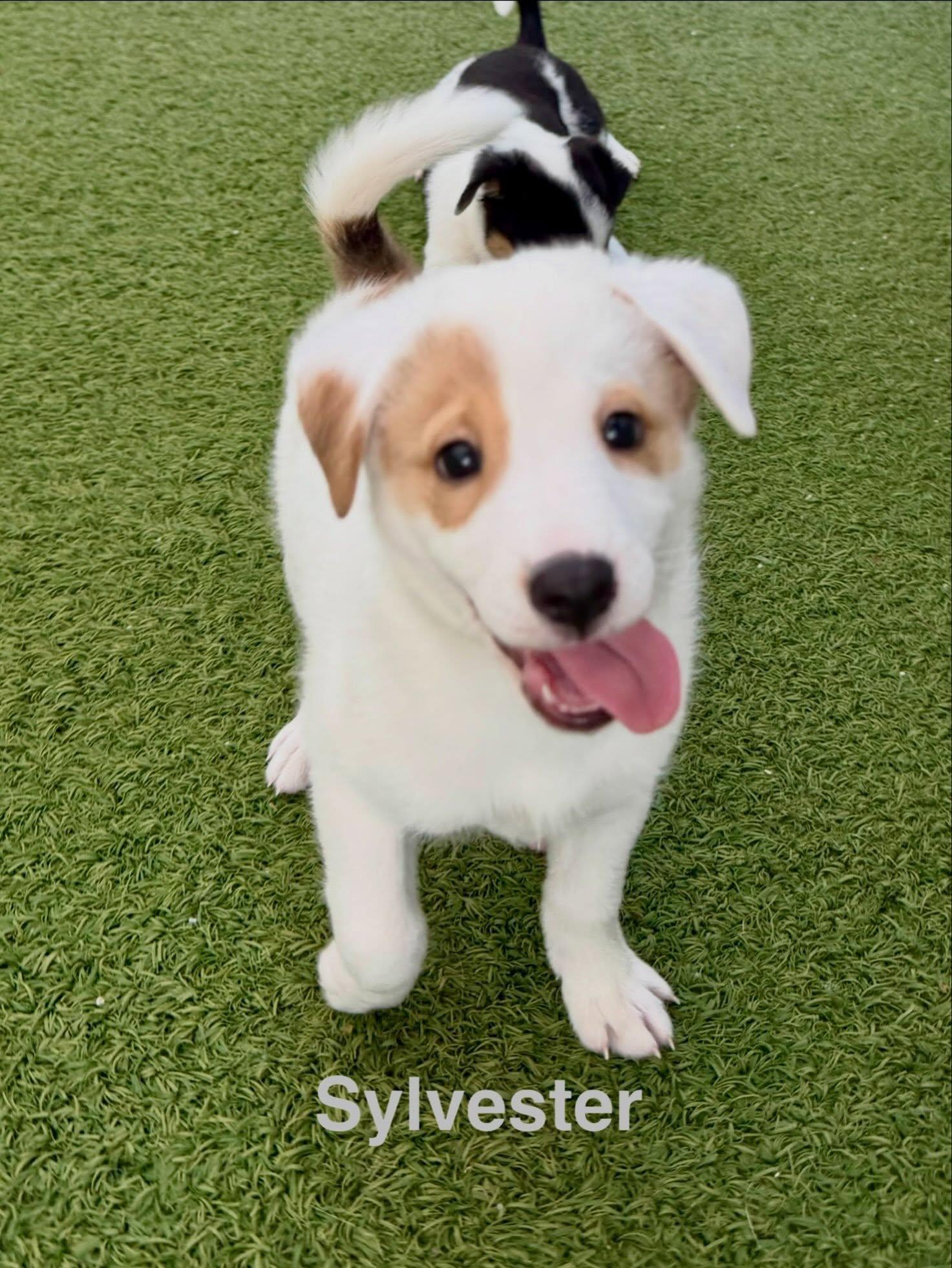 Enlarge Sylvester, a Adoptable mixed breed in Phoenix, AZ image 2/3