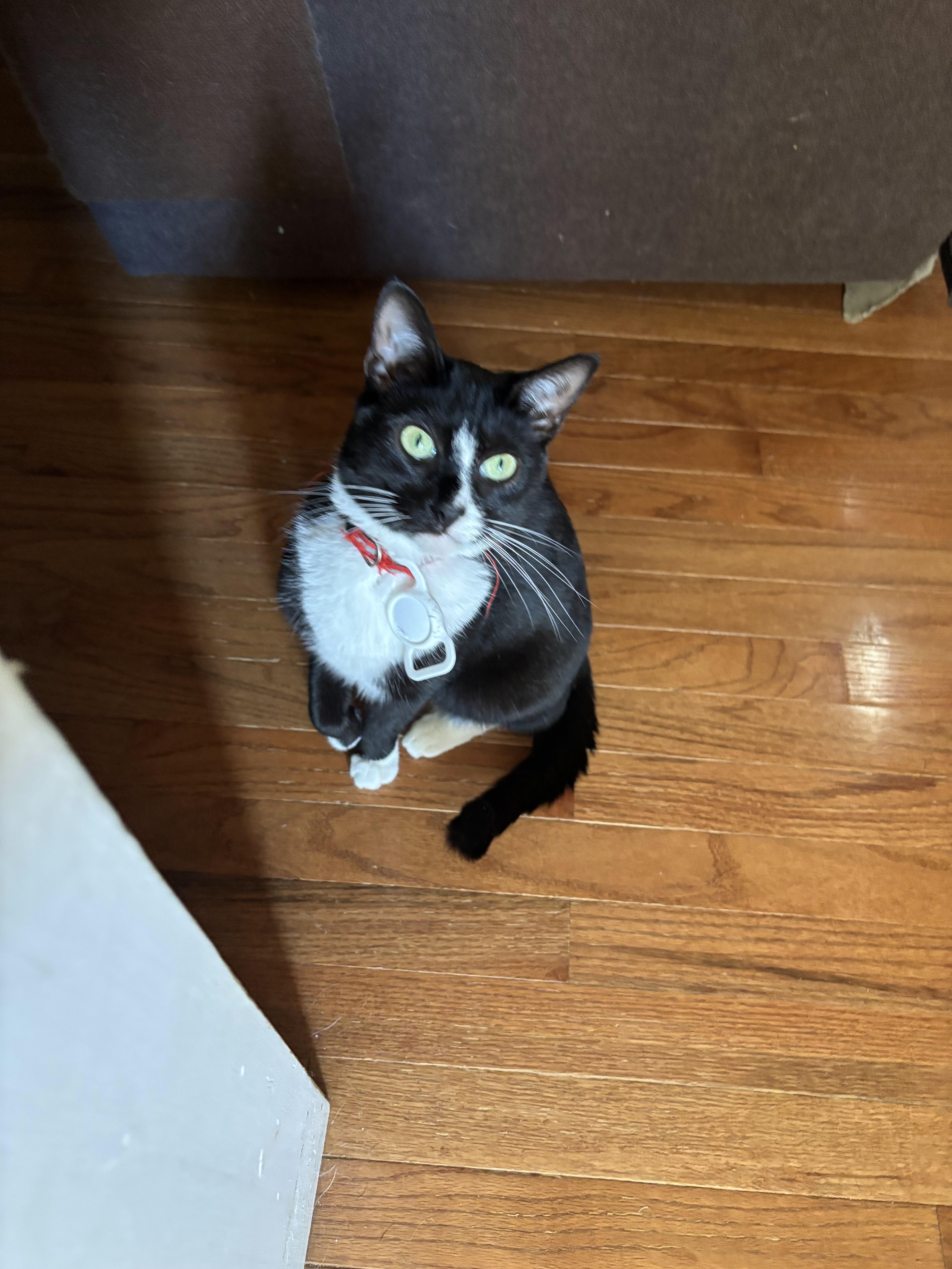 Enlarge Mama Mia, a Adoptable Domestic Short Hair in Palisades Park, NJ image 2/2