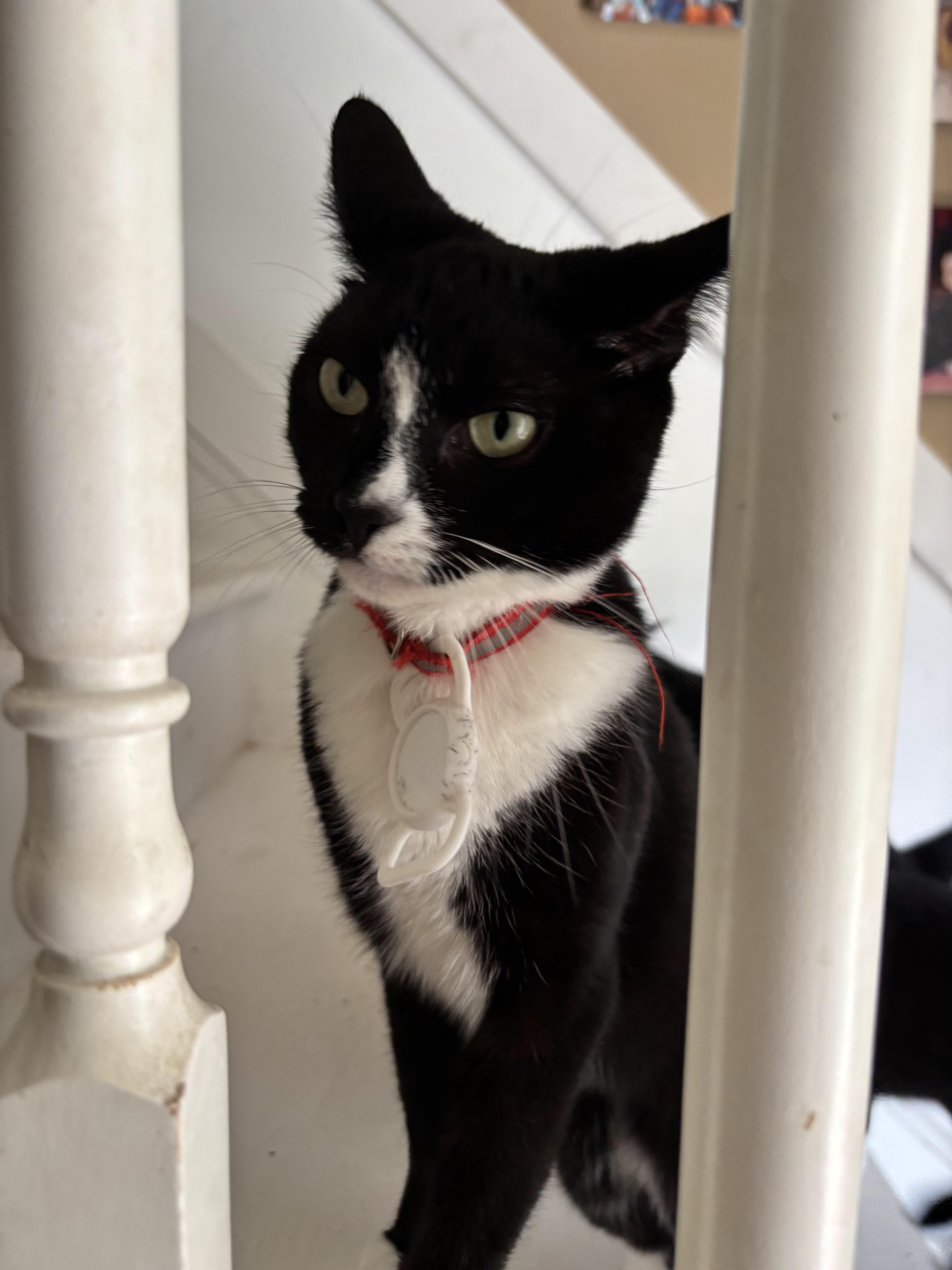 Mama Mia, Adoptable, Adult Female Domestic Short Hair.