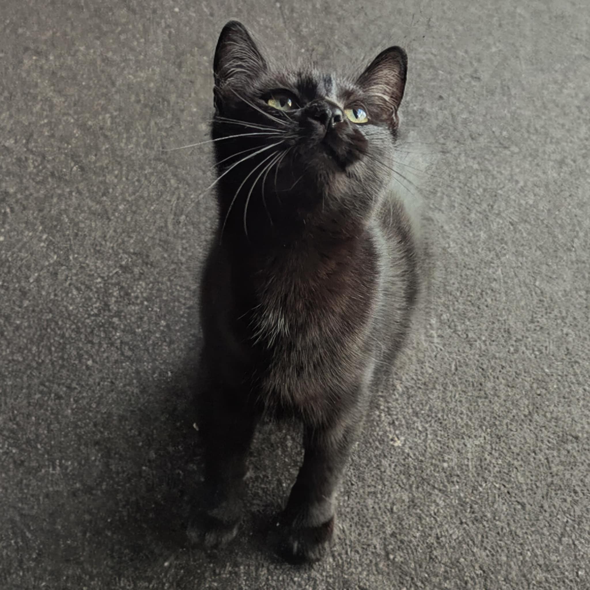 MOXIE photo 2