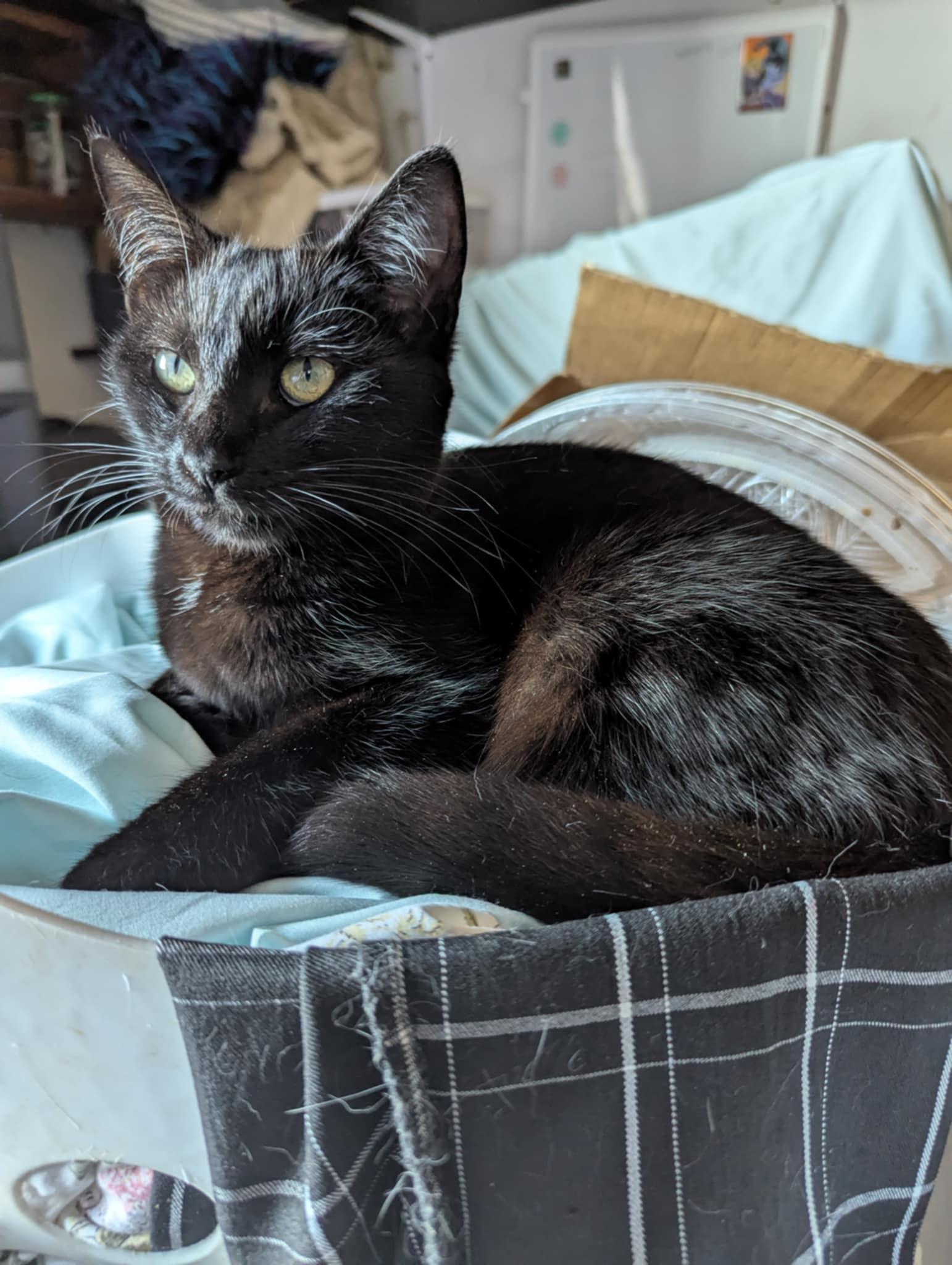 MOXIE
