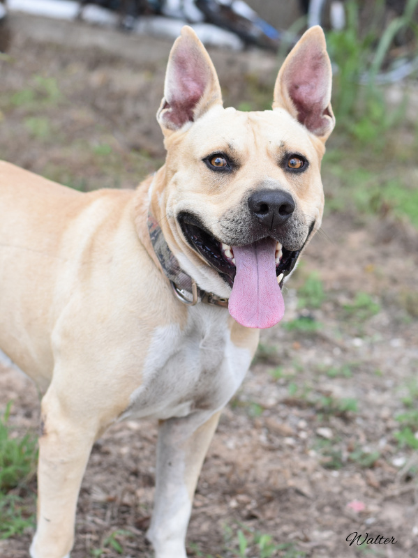 Dog for adoption Walter, a Yellow Labrador Retriever & American Bully