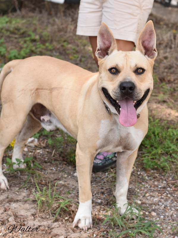 Dog for adoption Walter, a Yellow Labrador Retriever & American Bully