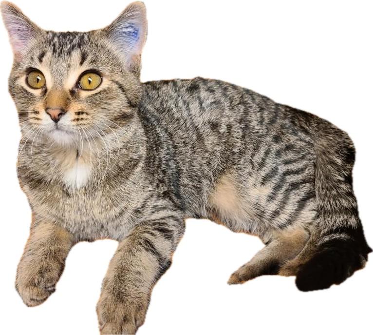 Dharma26, adopted, Kitten Female Domestic Short Hair.