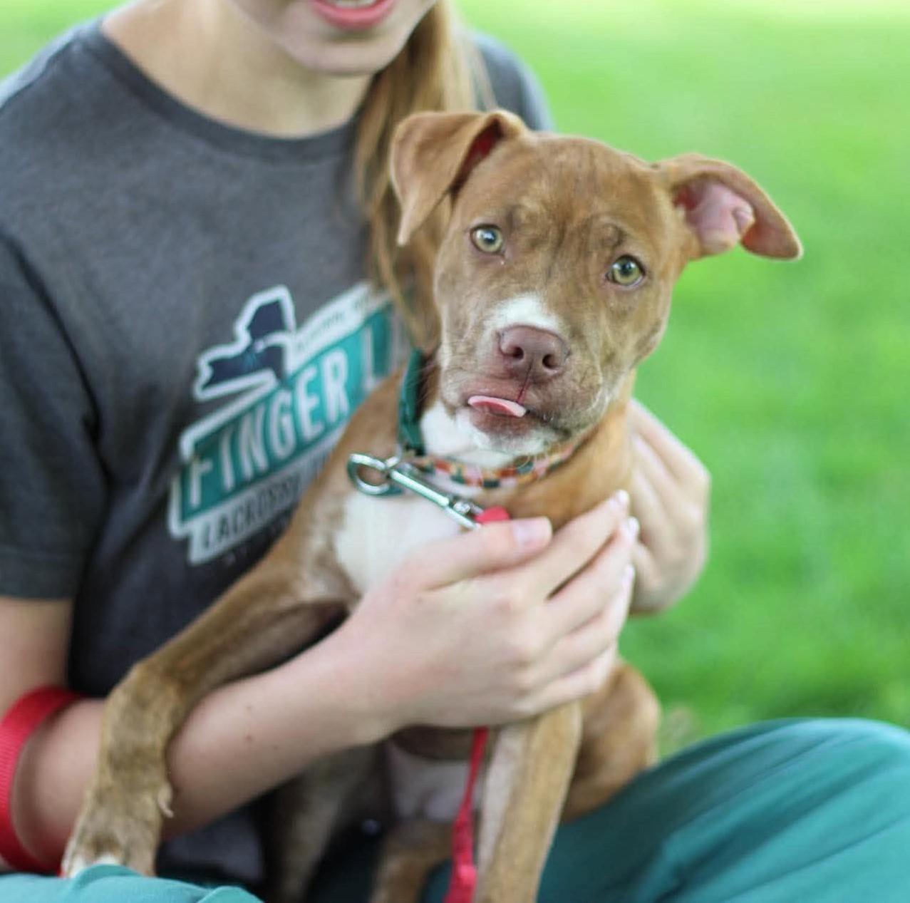 Betsy, an adopted mixed breed in Rochester, NY image 3/6