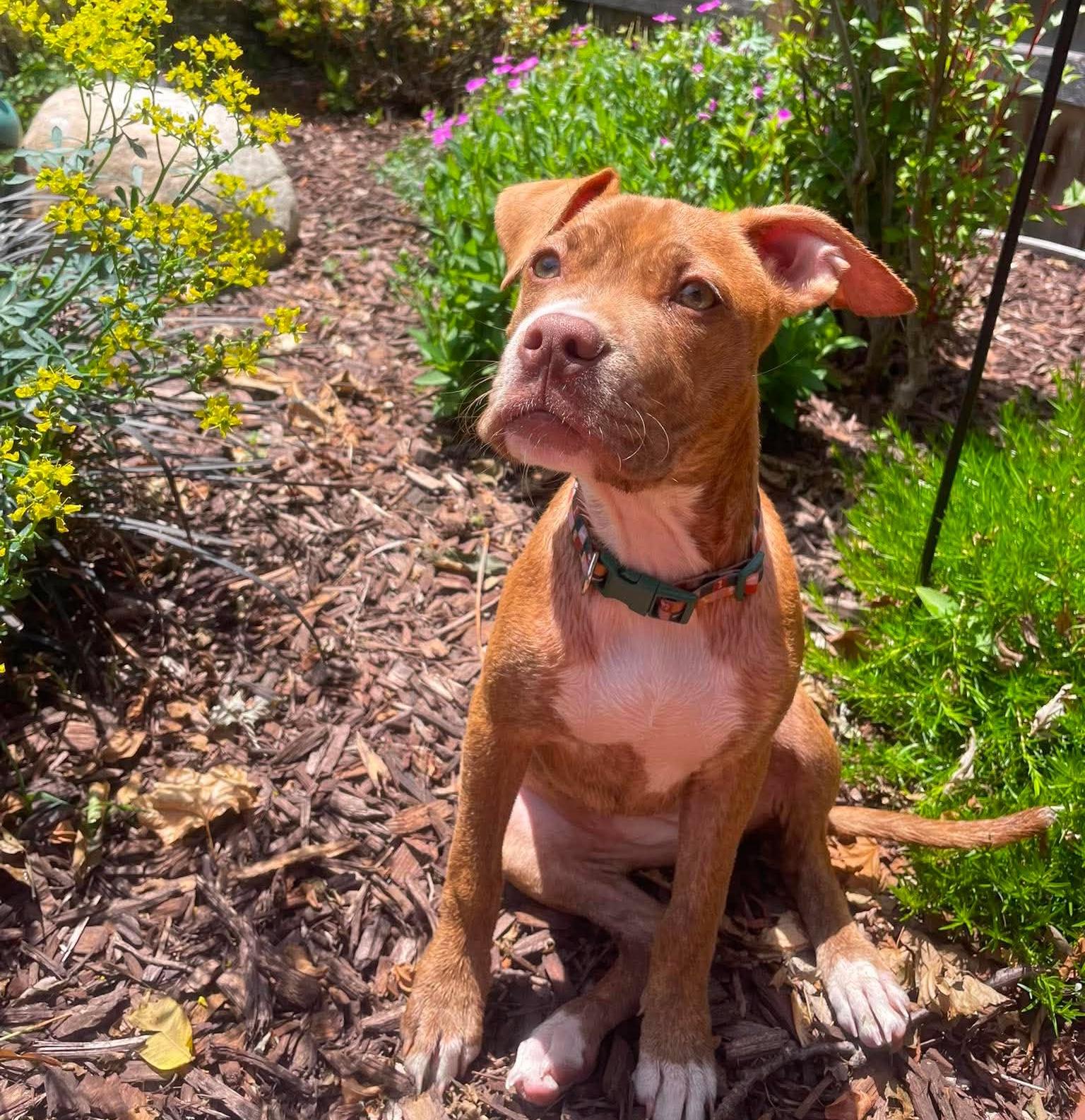 Betsy, adopted, Puppy Female Boxer & Pit Bull Terrier.