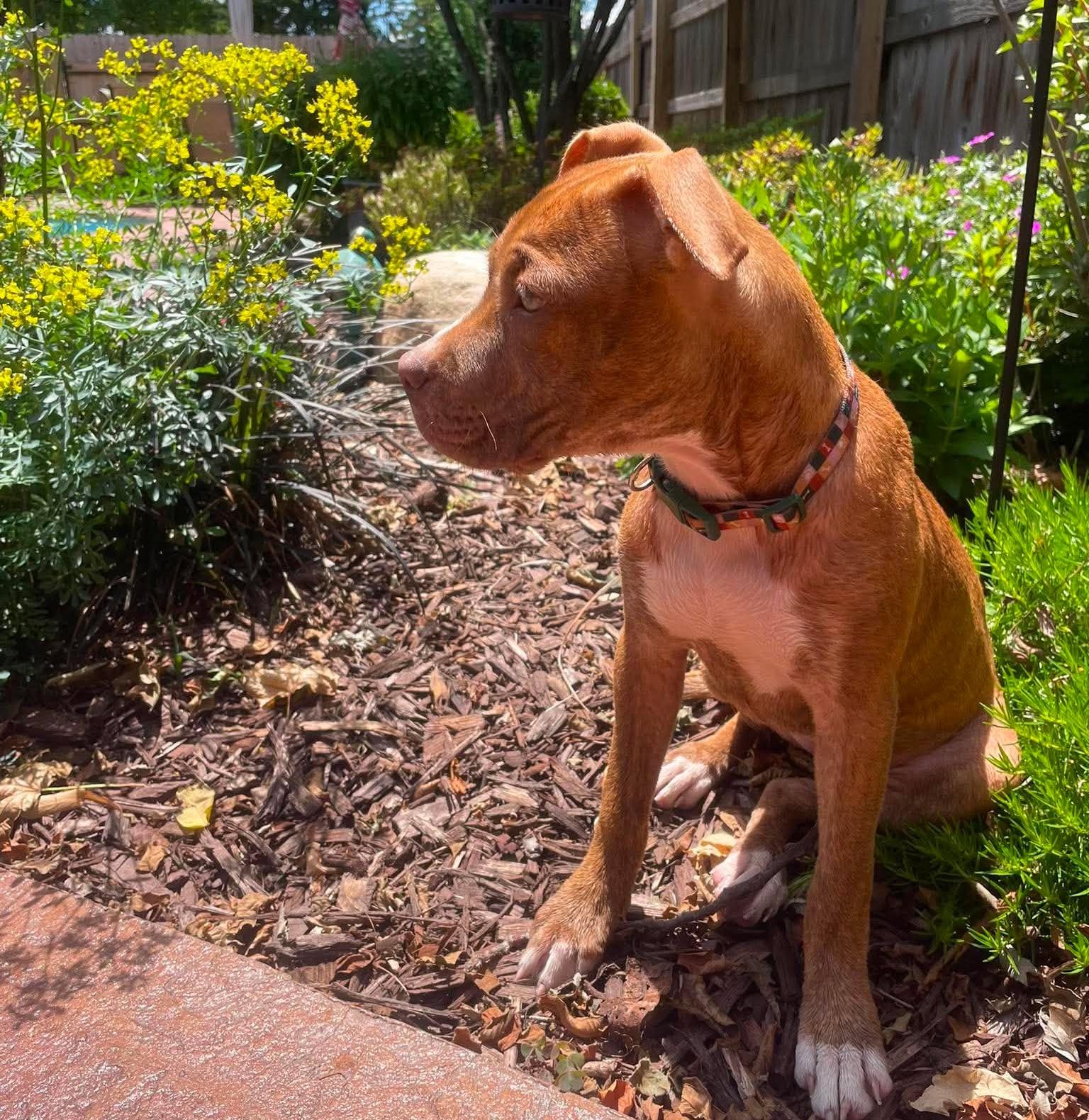 Betsy, an adopted mixed breed in Rochester, NY image 4/6