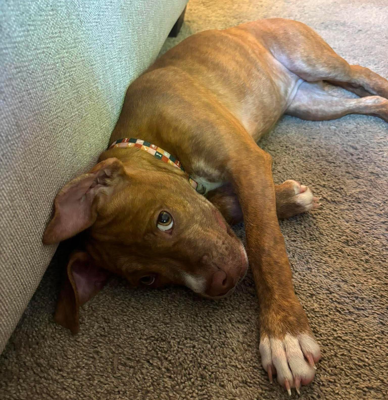 Betsy, an adopted mixed breed in Rochester, NY image 5/6