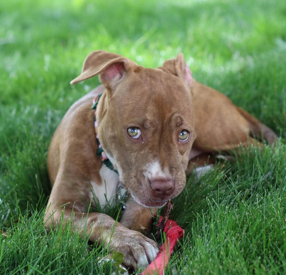 Betsy, an adopted mixed breed in Rochester, NY image 2/6