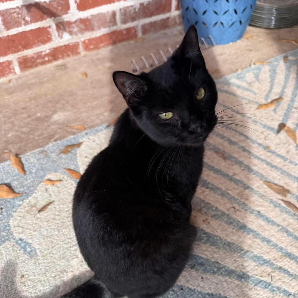 Enlarge Bette Davis, a Adoptable American Shorthair in mount vernon, AR image 1/1