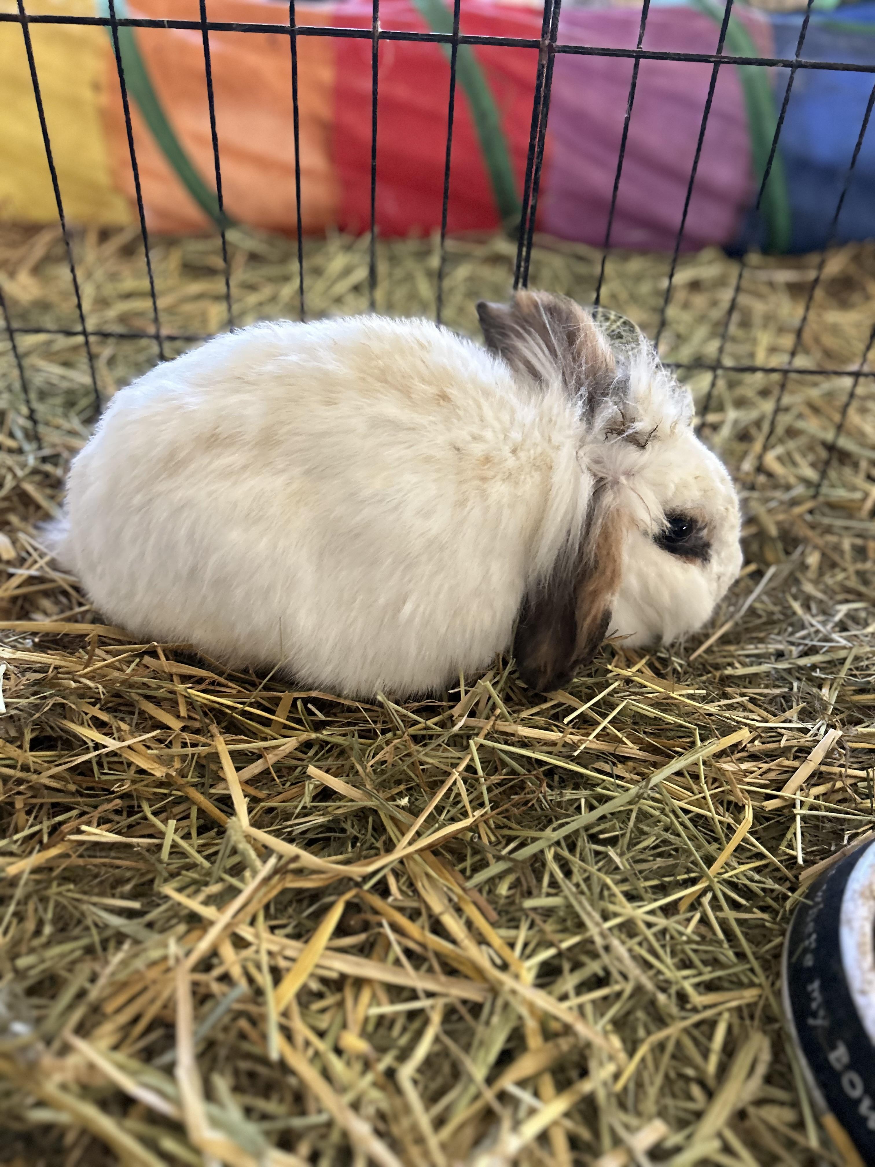 Brie, ADOPTABLE, Adult Female Holland Lop & Lionhead.