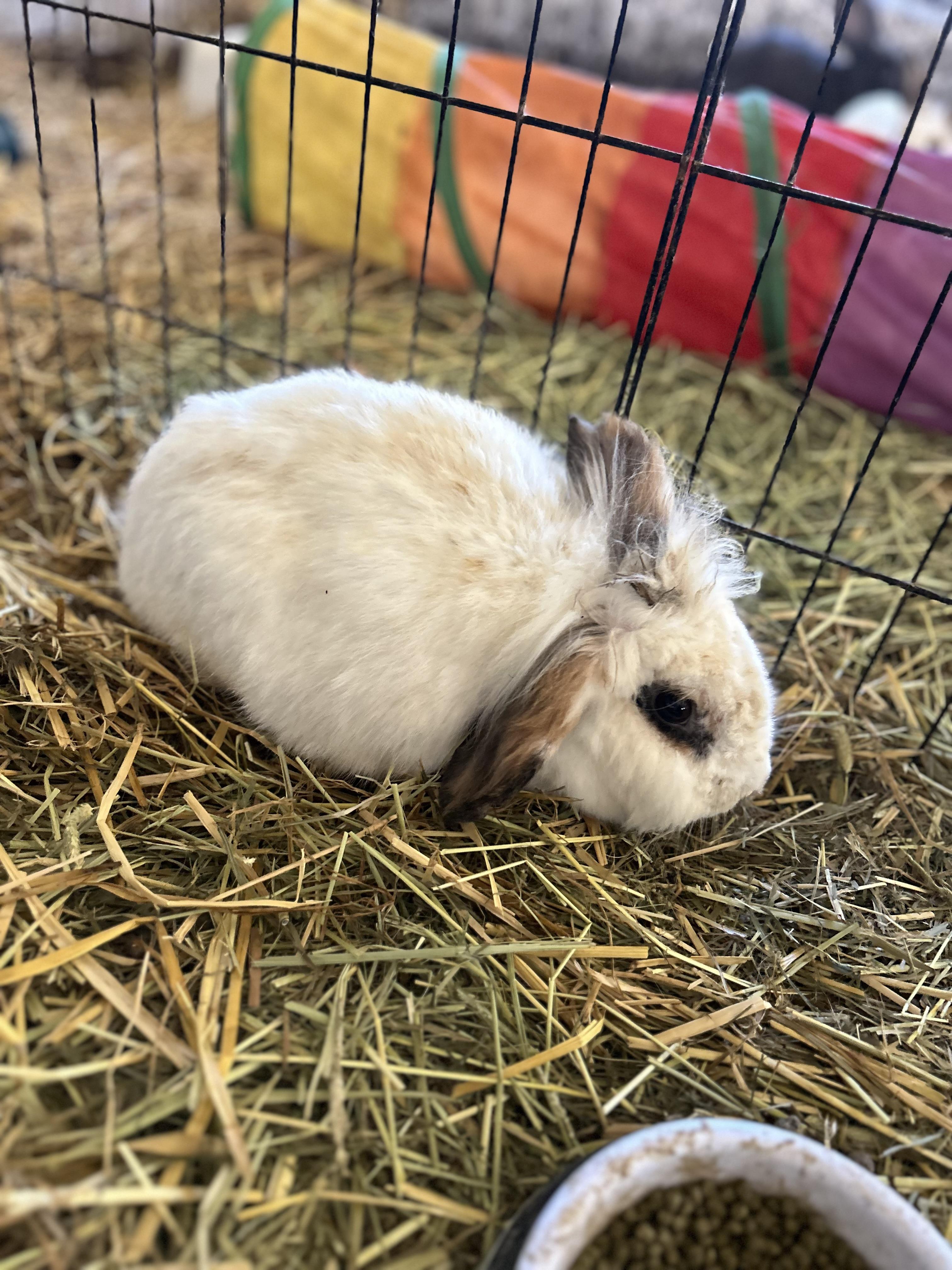 Enlarge Brie, a ADOPTABLE mixed breed in Bishopville, SC image 3/3