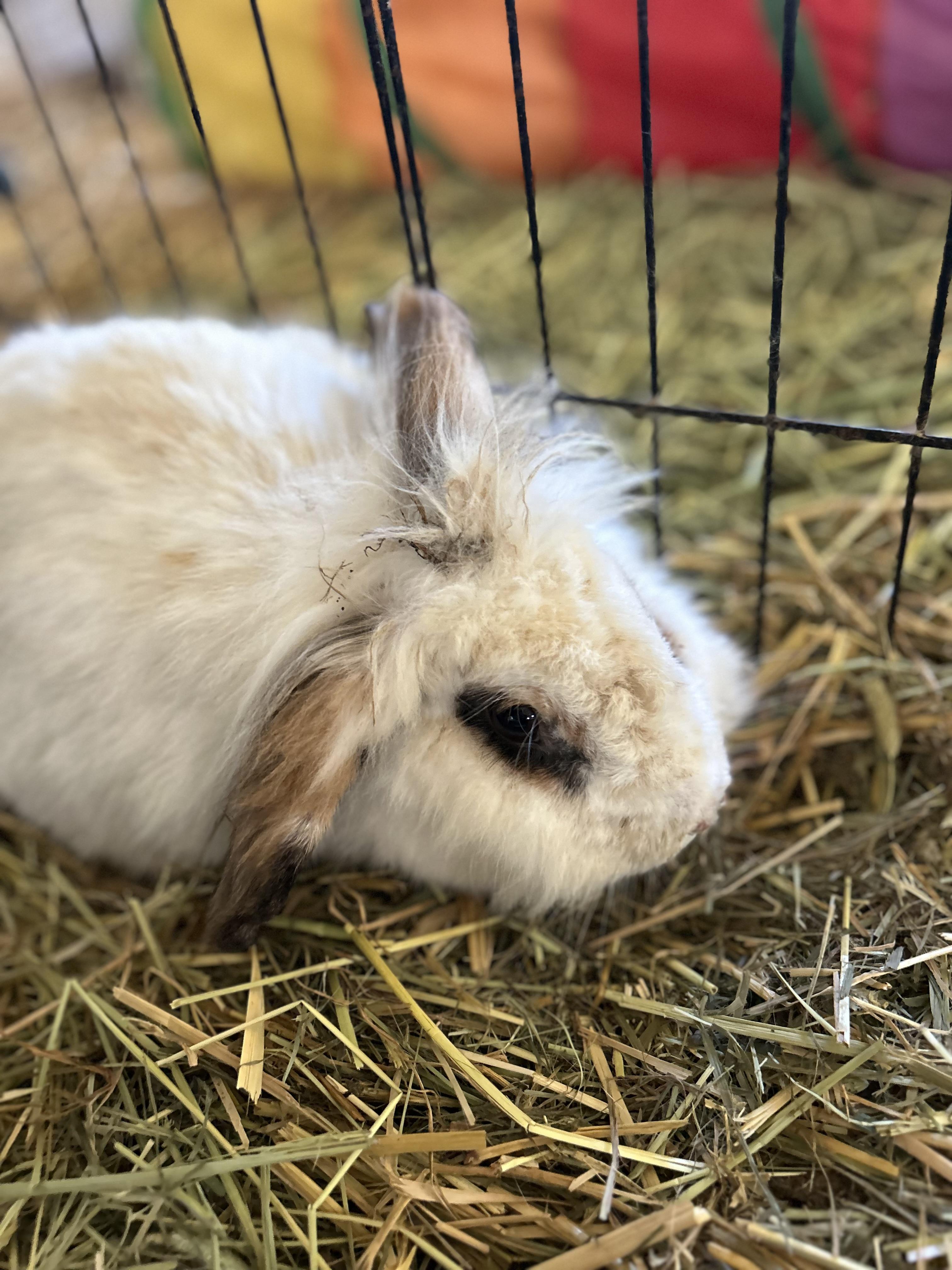 Enlarge Brie, a ADOPTABLE mixed breed in Bishopville, SC image 2/3