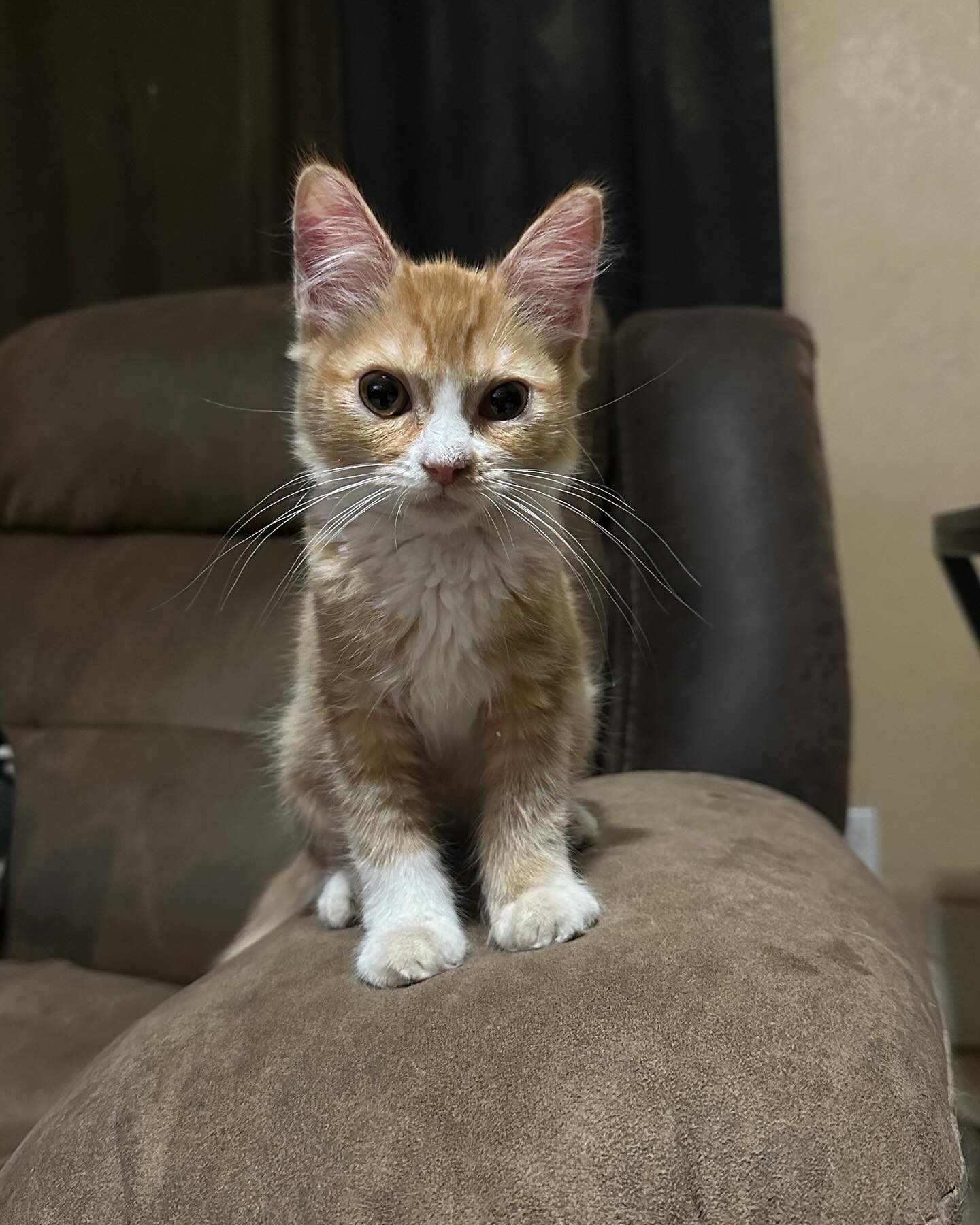 Ginger