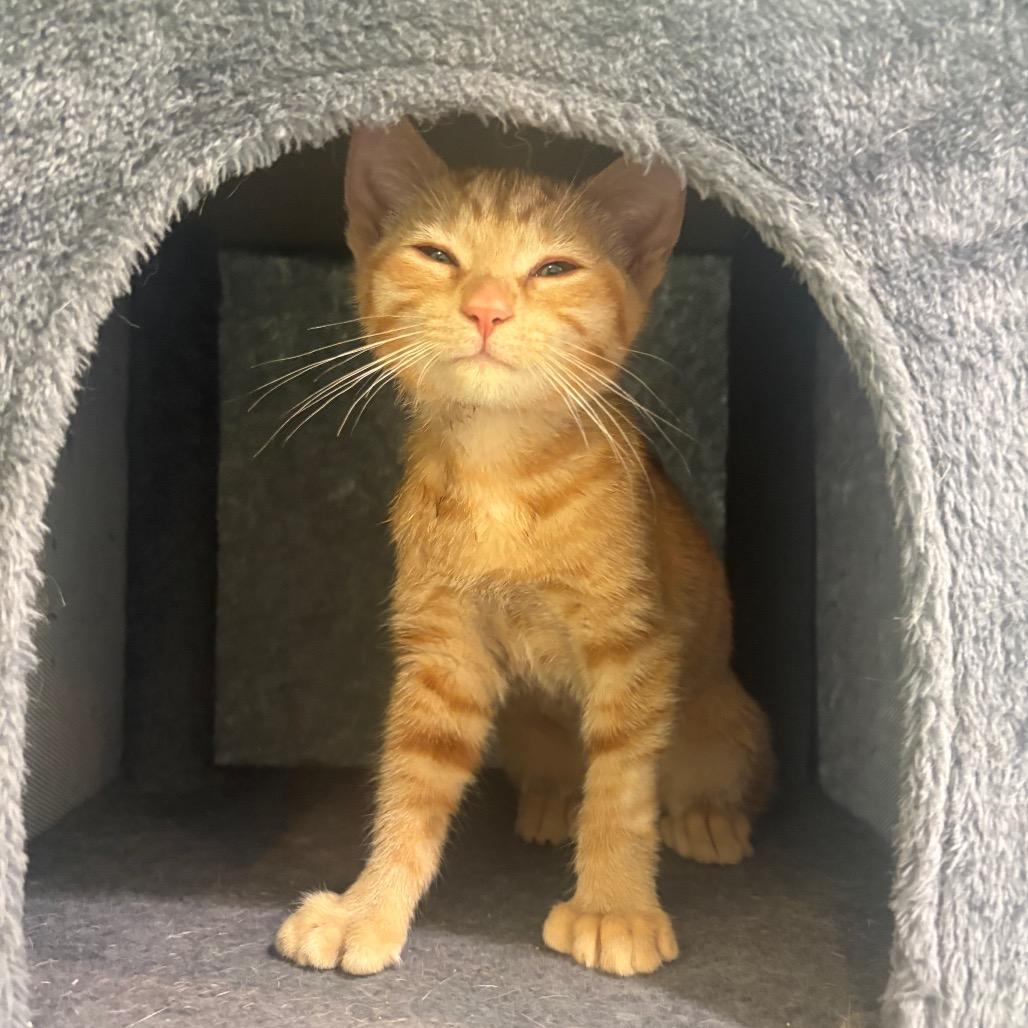 Meeny, ADOPTABLE, Kitten Female Domestic Short Hair.