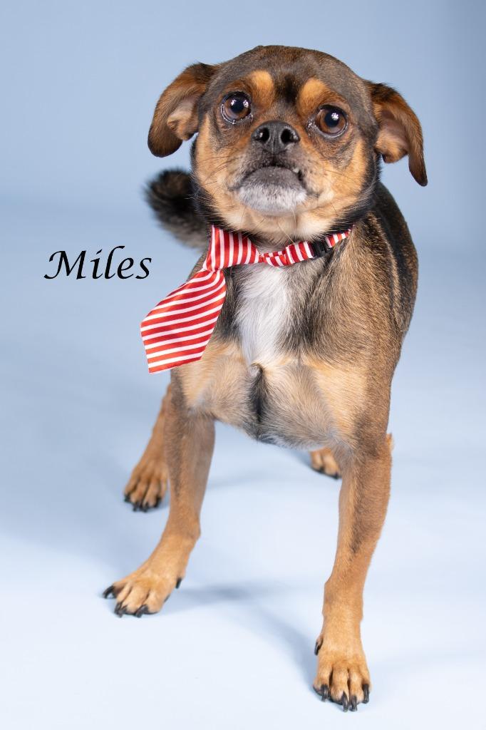 Miles, Adoptable, Young Male Chihuahua & Shepherd.