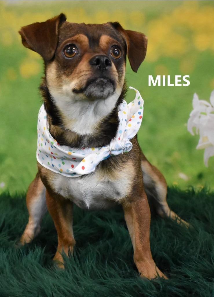 Enlarge Miles, a Adoptable mixed breed in Gilbert, AZ image 2/2
