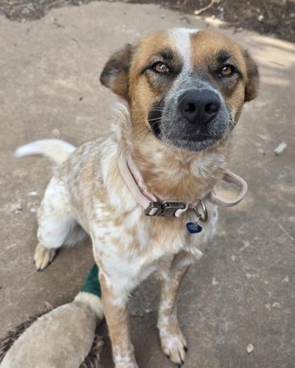 Marley 52672, a ADOPTABLE Mixed Breed in Oklahoma City, OK image 3/3
