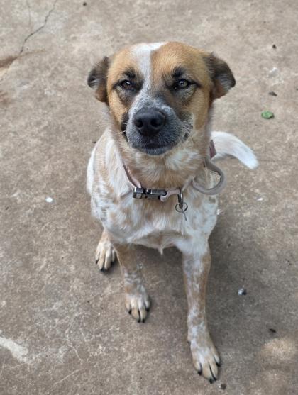 Marley 52672, a ADOPTABLE Mixed Breed in Oklahoma City, OK image 2/3