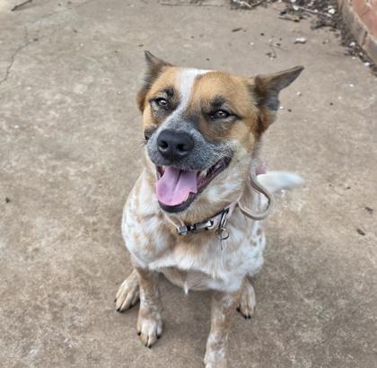 Marley 52672, ADOPTABLE, Adult Female Mixed Breed.
