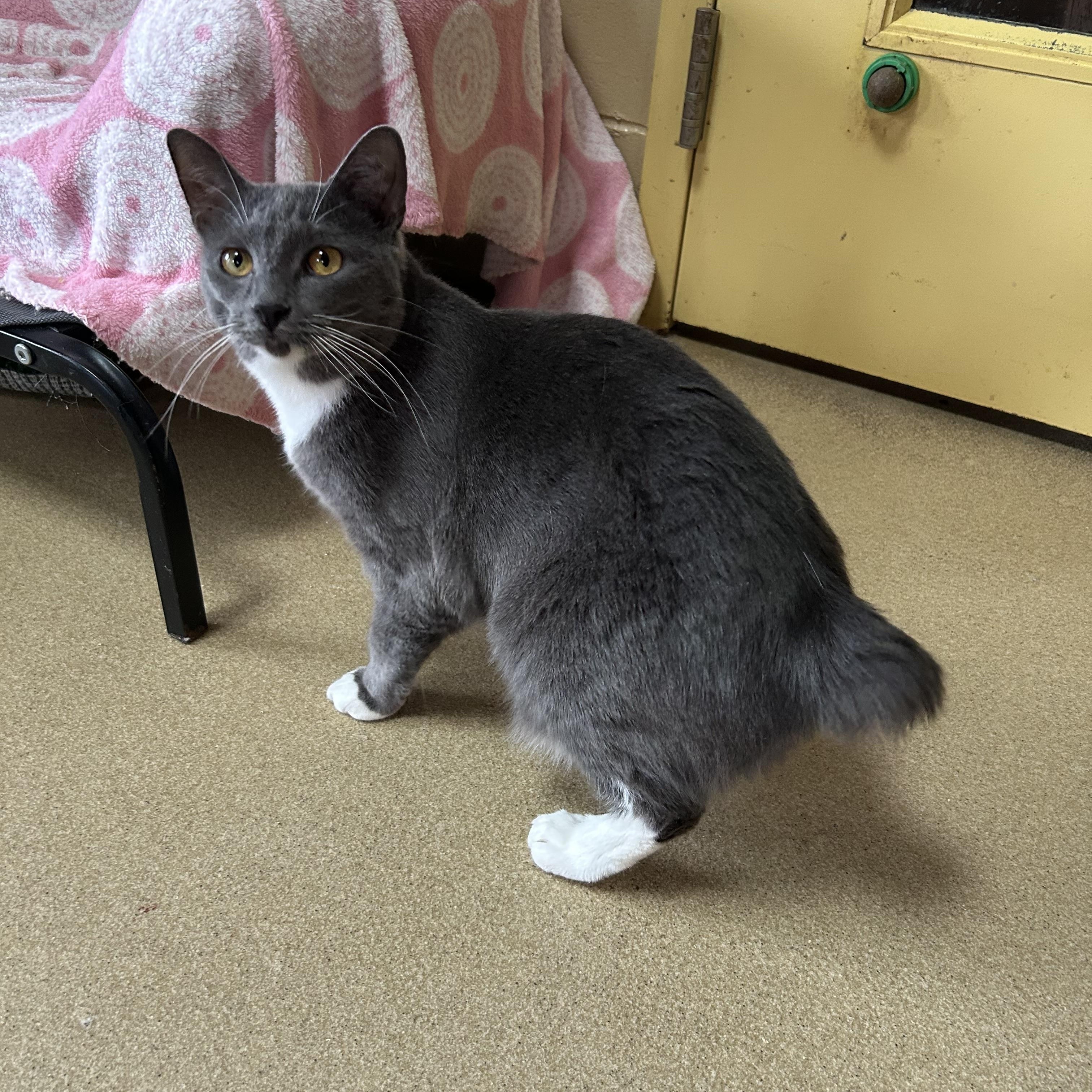 Enlarge Mittens, a ADOPTABLE Domestic Short Hair in Southold, NY image 1/1