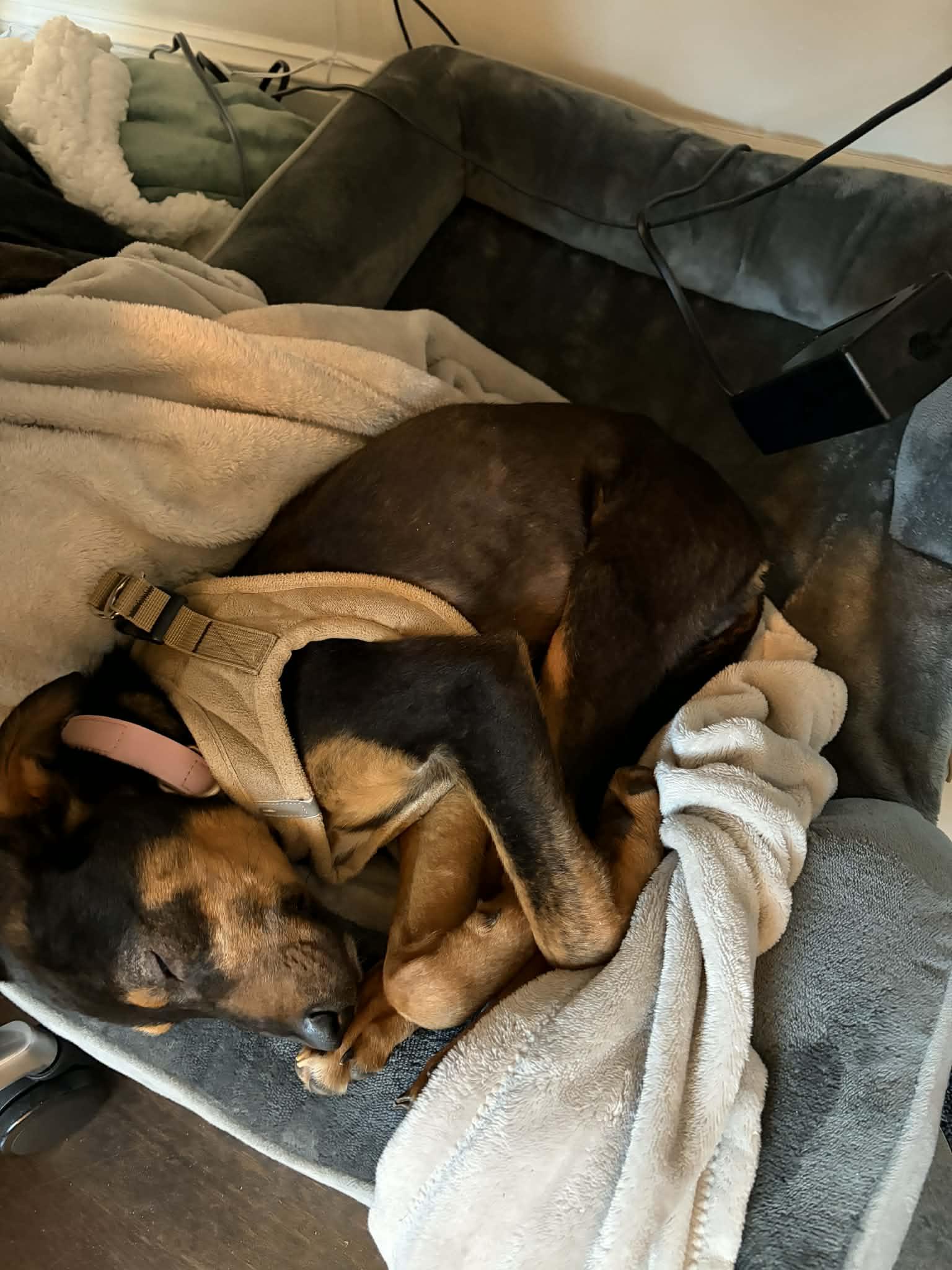 Enlarge Junie, an adopted mixed breed in Charlotte, NC image 2/6