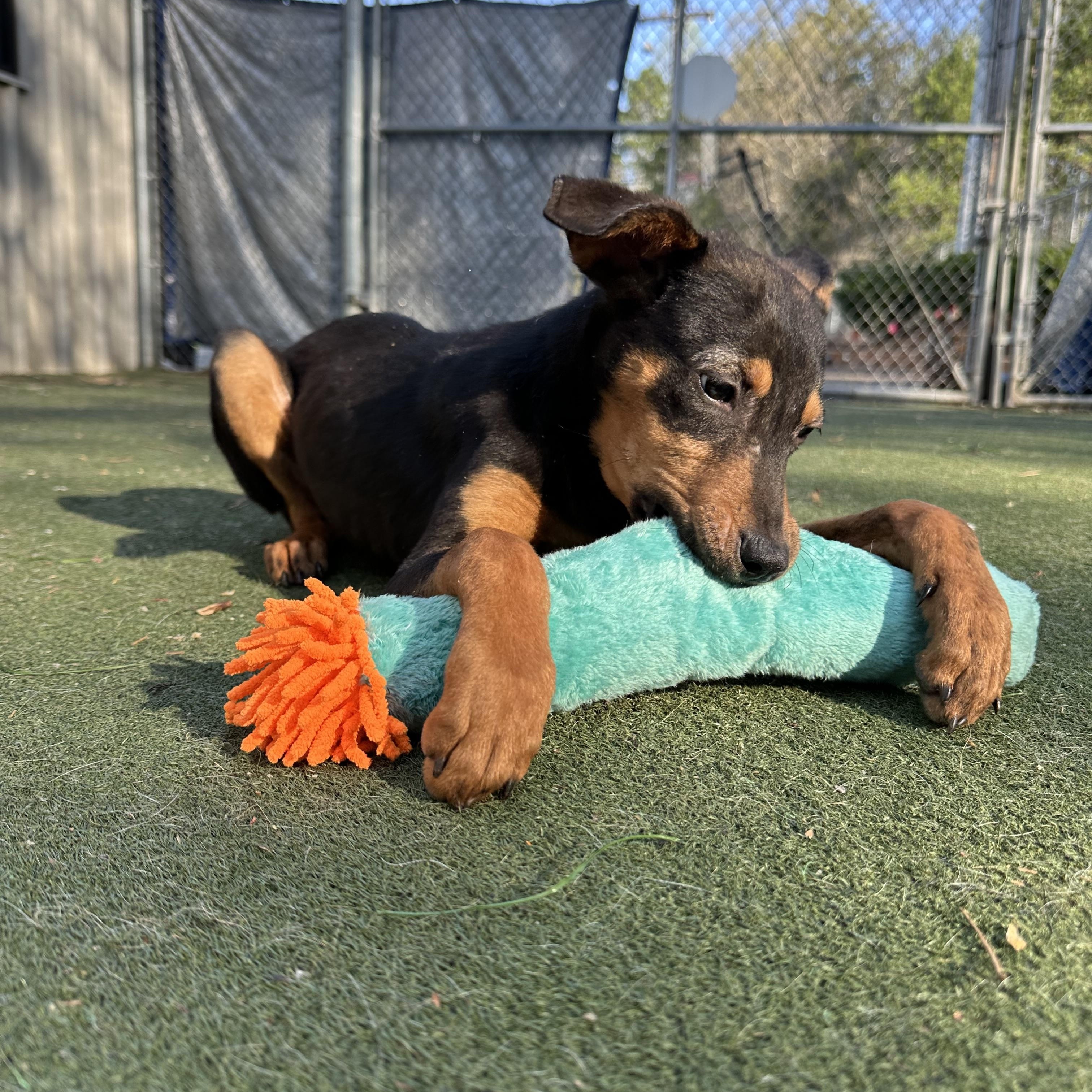 Enlarge Junie, an adopted mixed breed in Charlotte, NC image 6/6