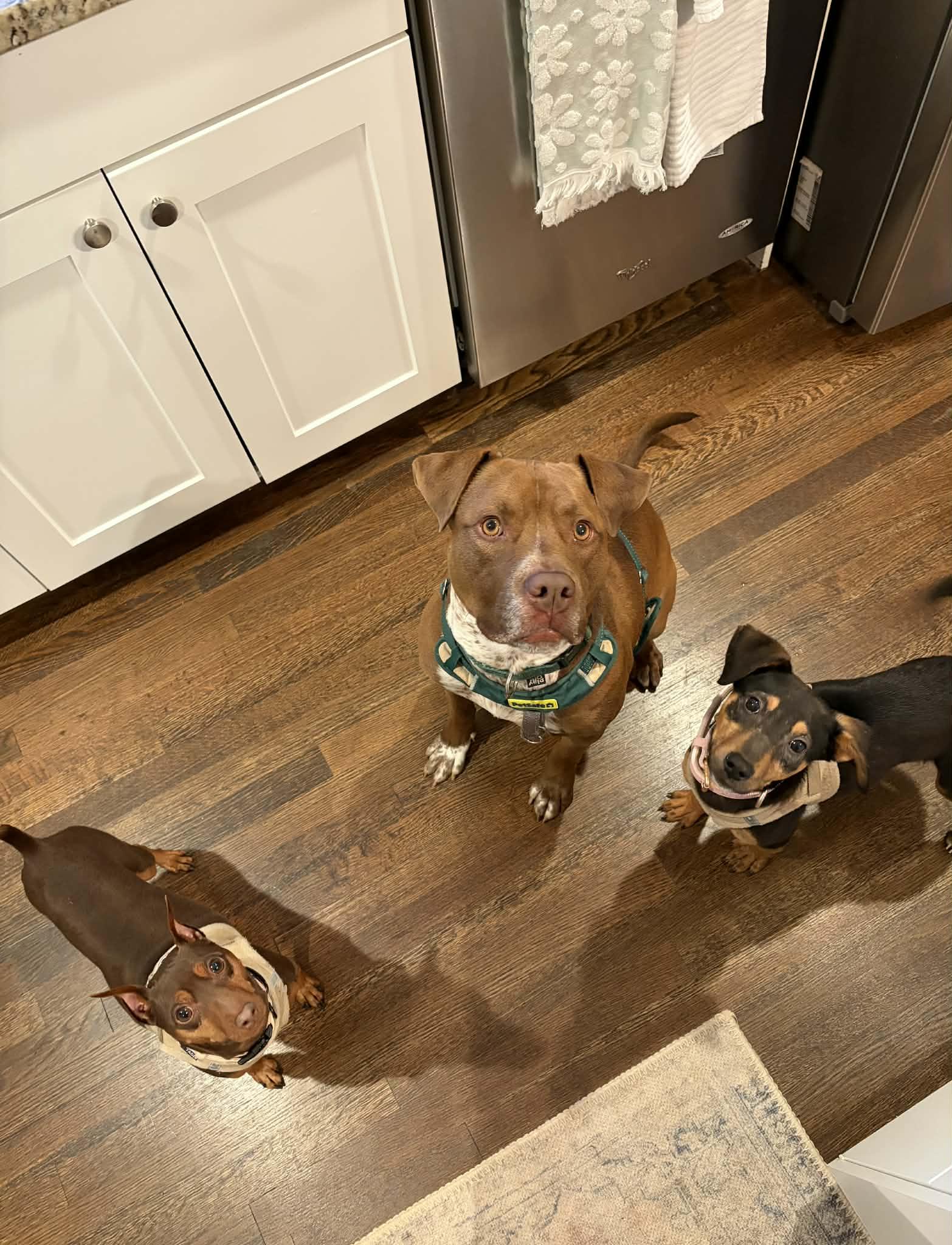 Enlarge Junie, an adopted mixed breed in Charlotte, NC image 5/6