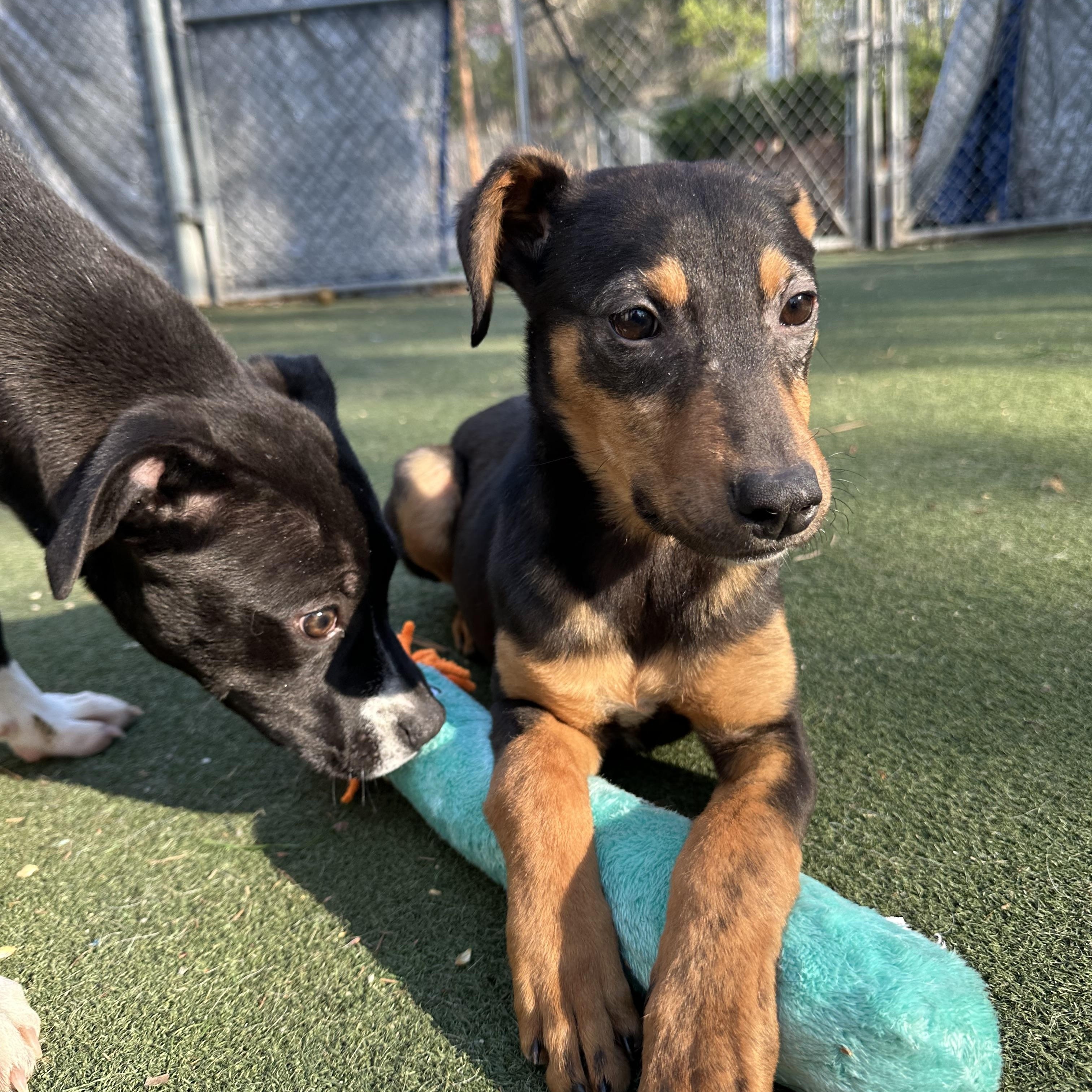 Enlarge Junie, an adopted mixed breed in Charlotte, NC image 3/6