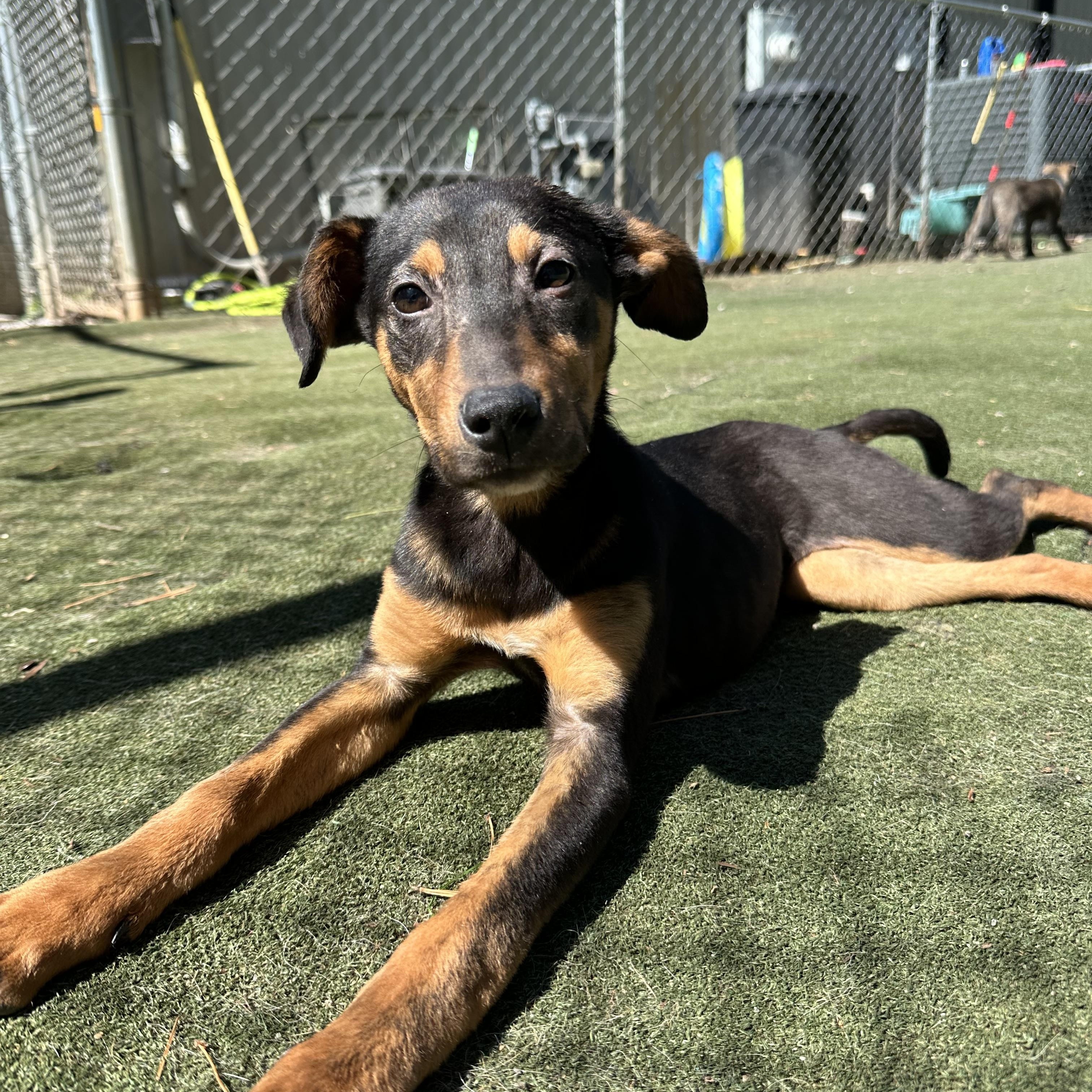 Junie, adopted, Puppy Female Miniature Pinscher & Dachshund.